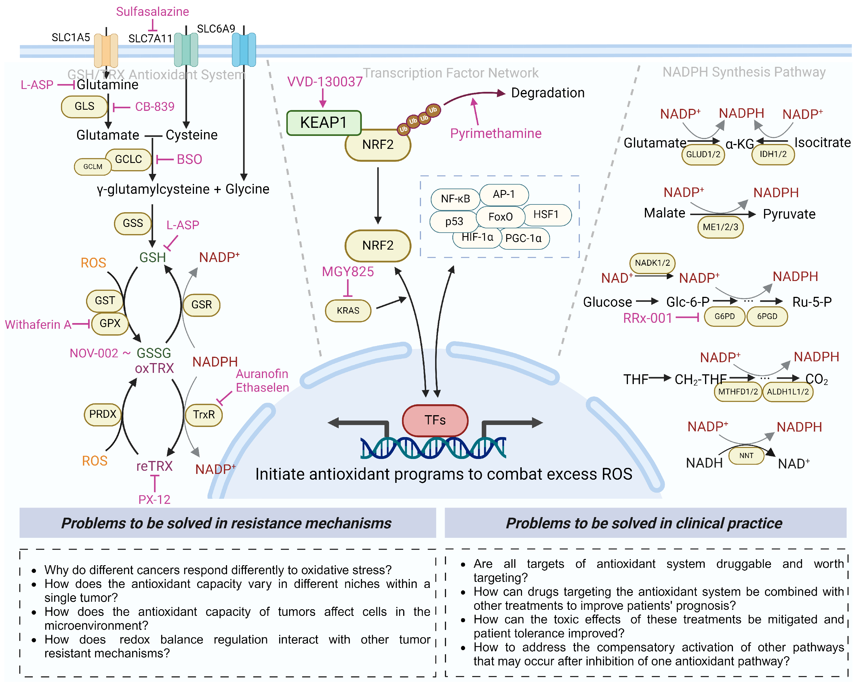 Antioxidants 13 00778 g006