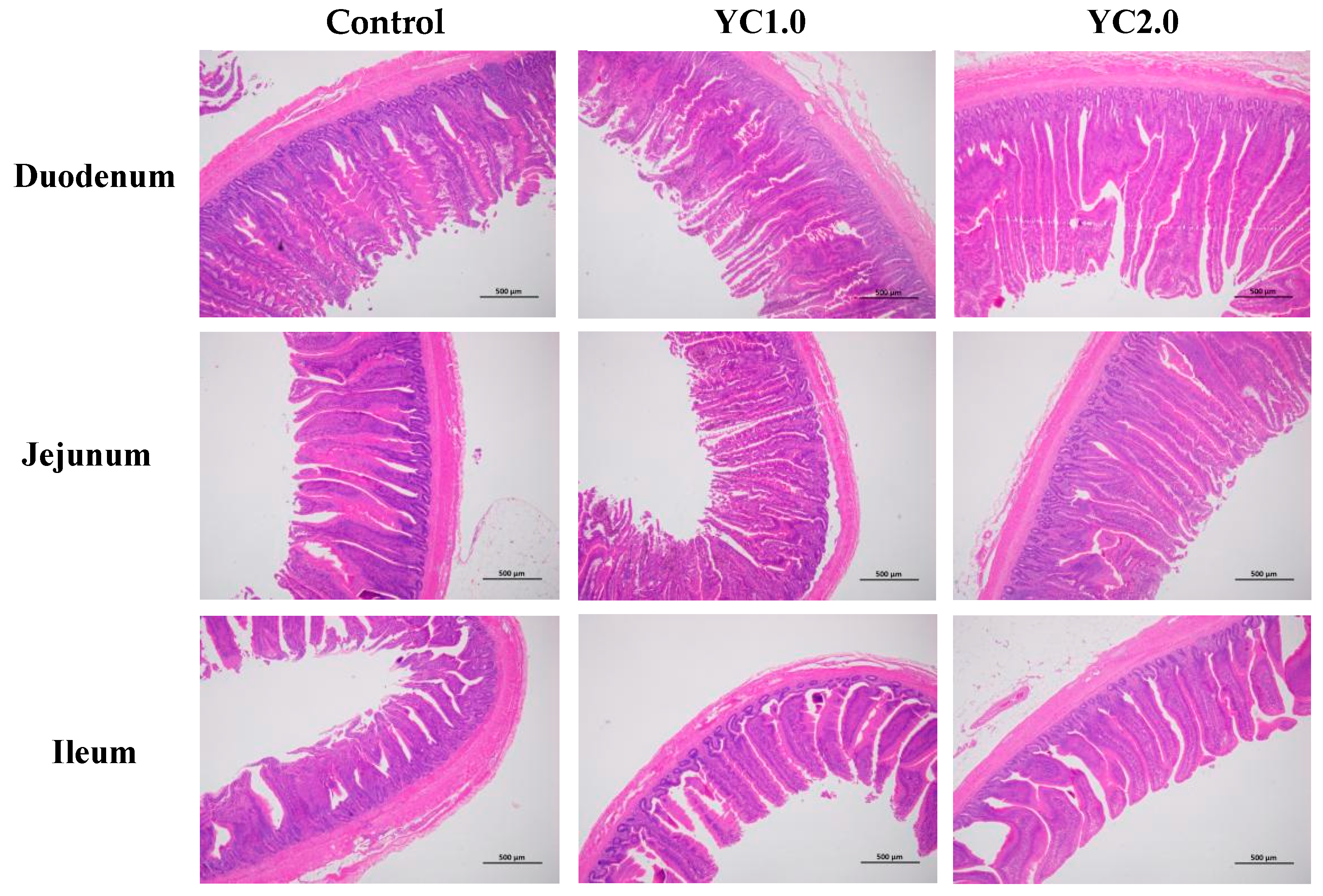 Antioxidants 13 00779 g002