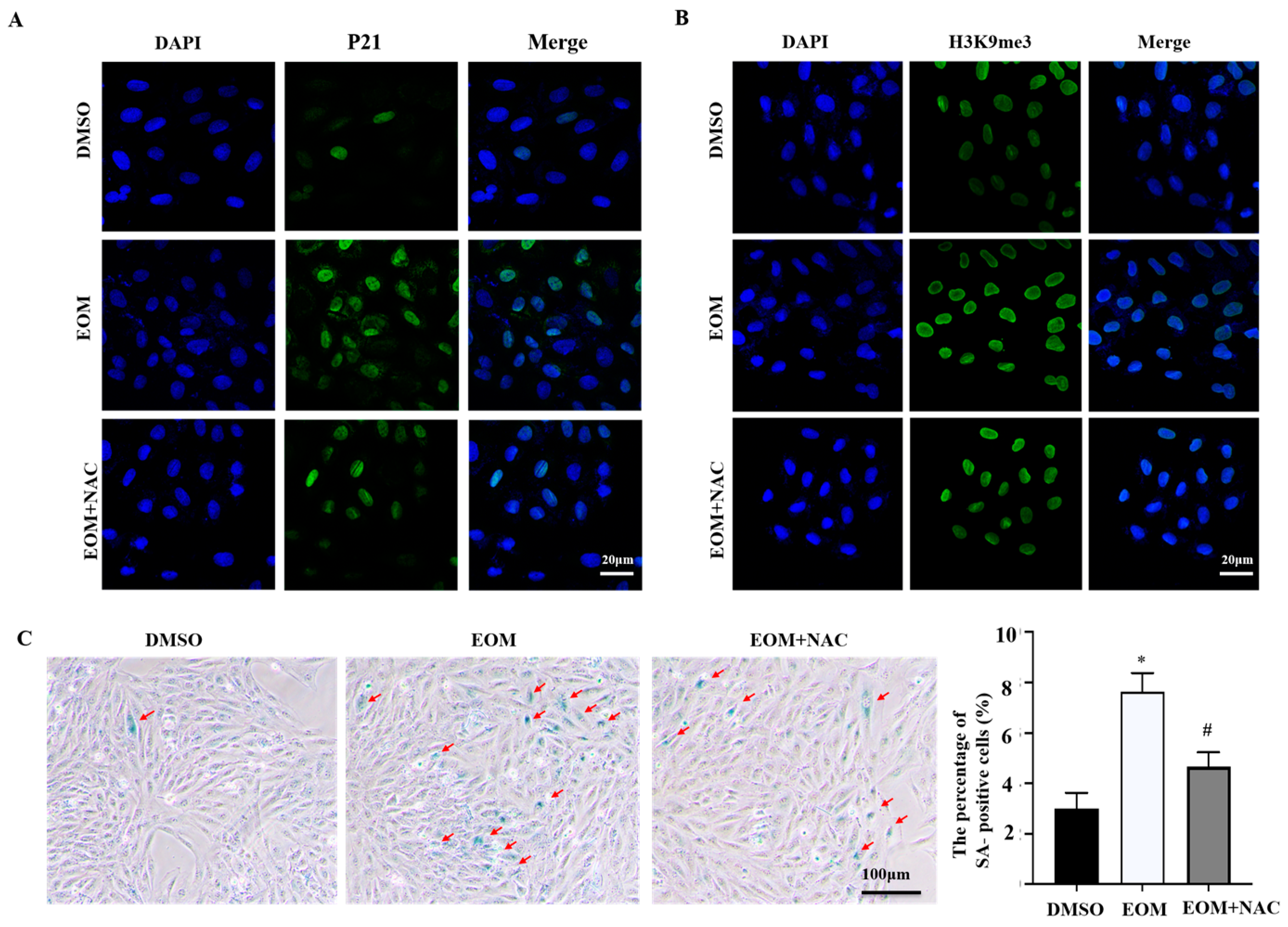 Antioxidants 13 00786 g003