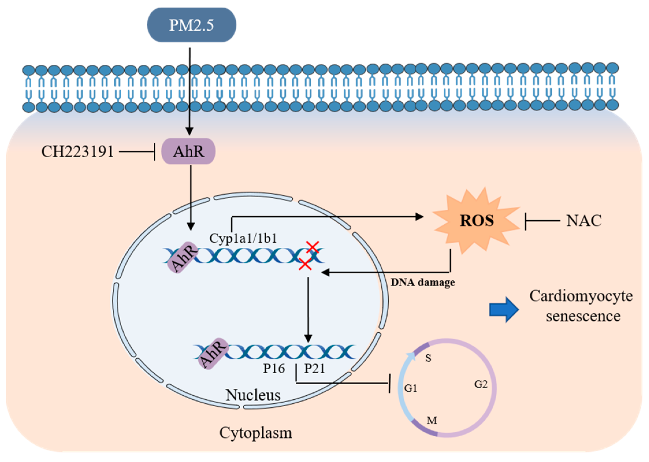 Antioxidants 13 00786 g006