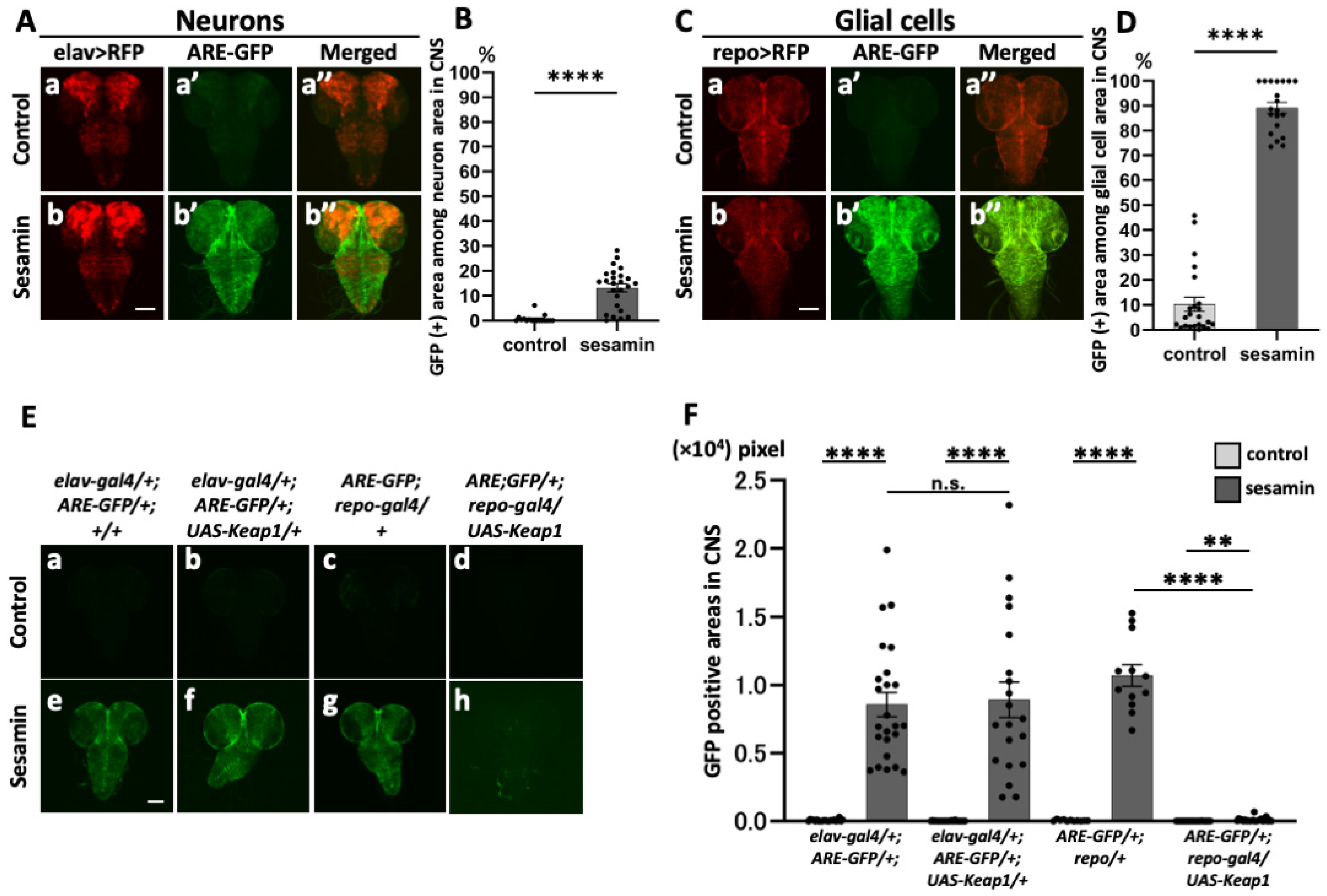 Antioxidants 13 00787 g003