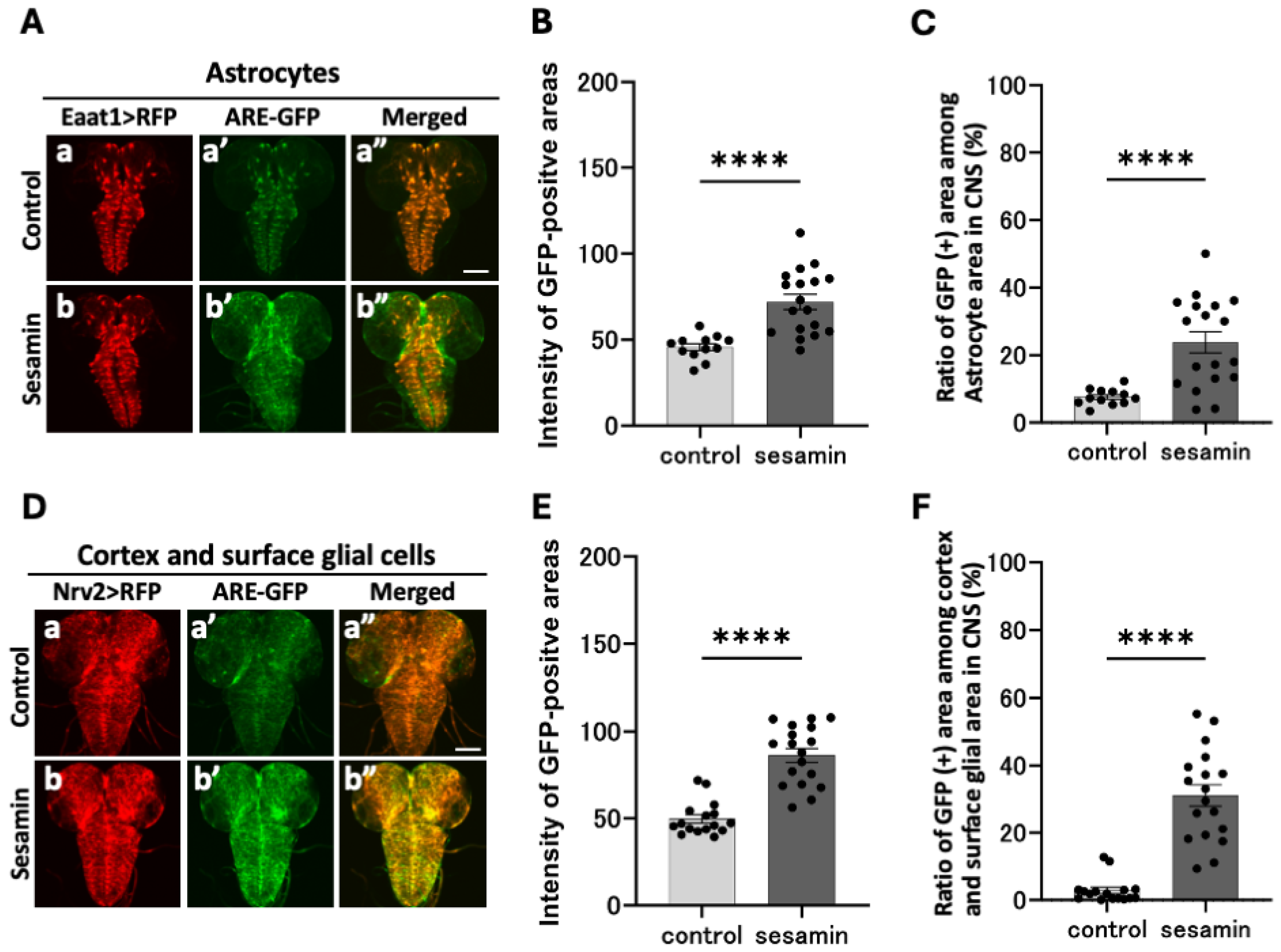 Antioxidants 13 00787 g004
