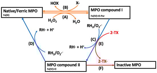 Antioxidants 13 00788 g001