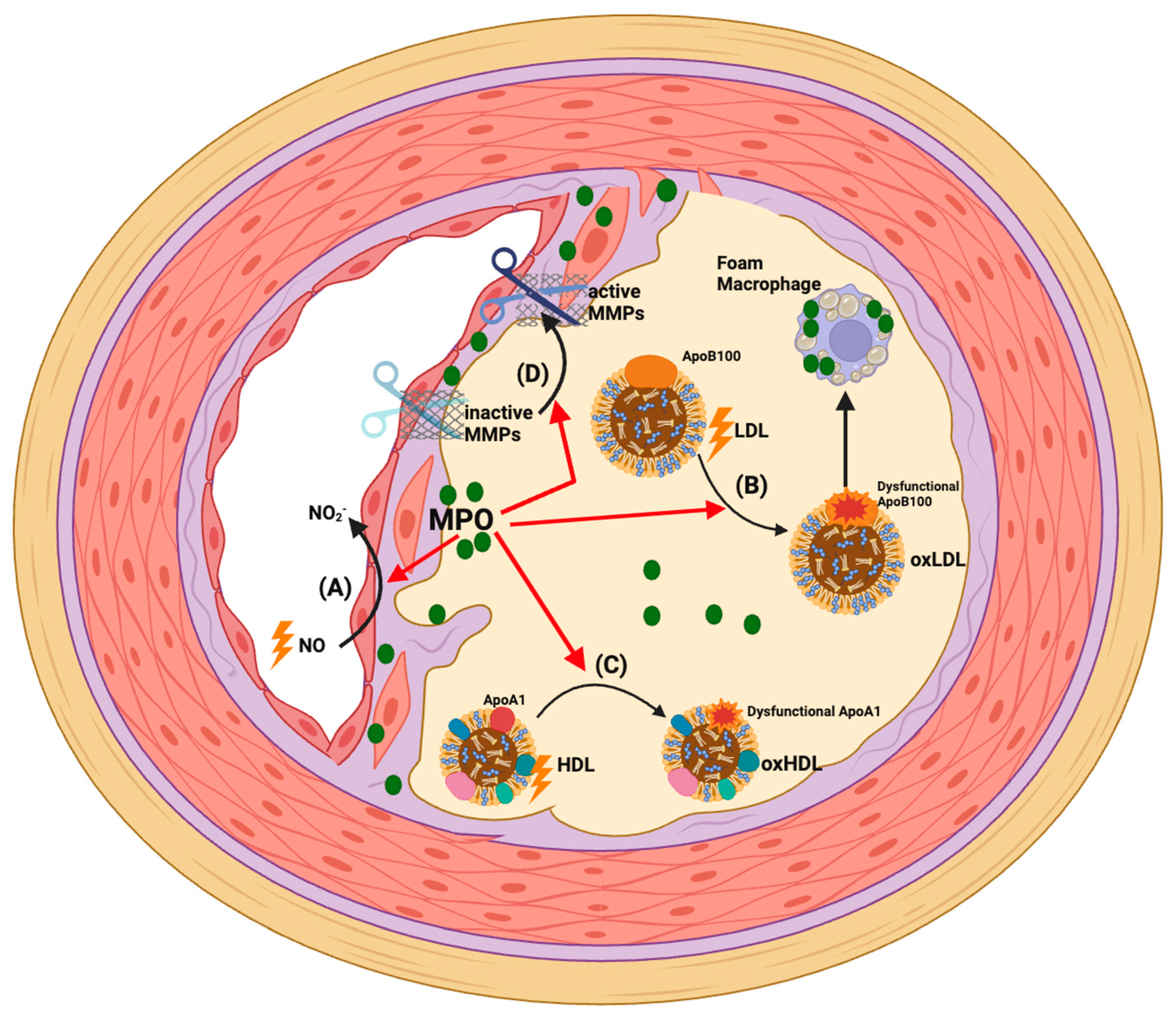 Antioxidants 13 00788 g002