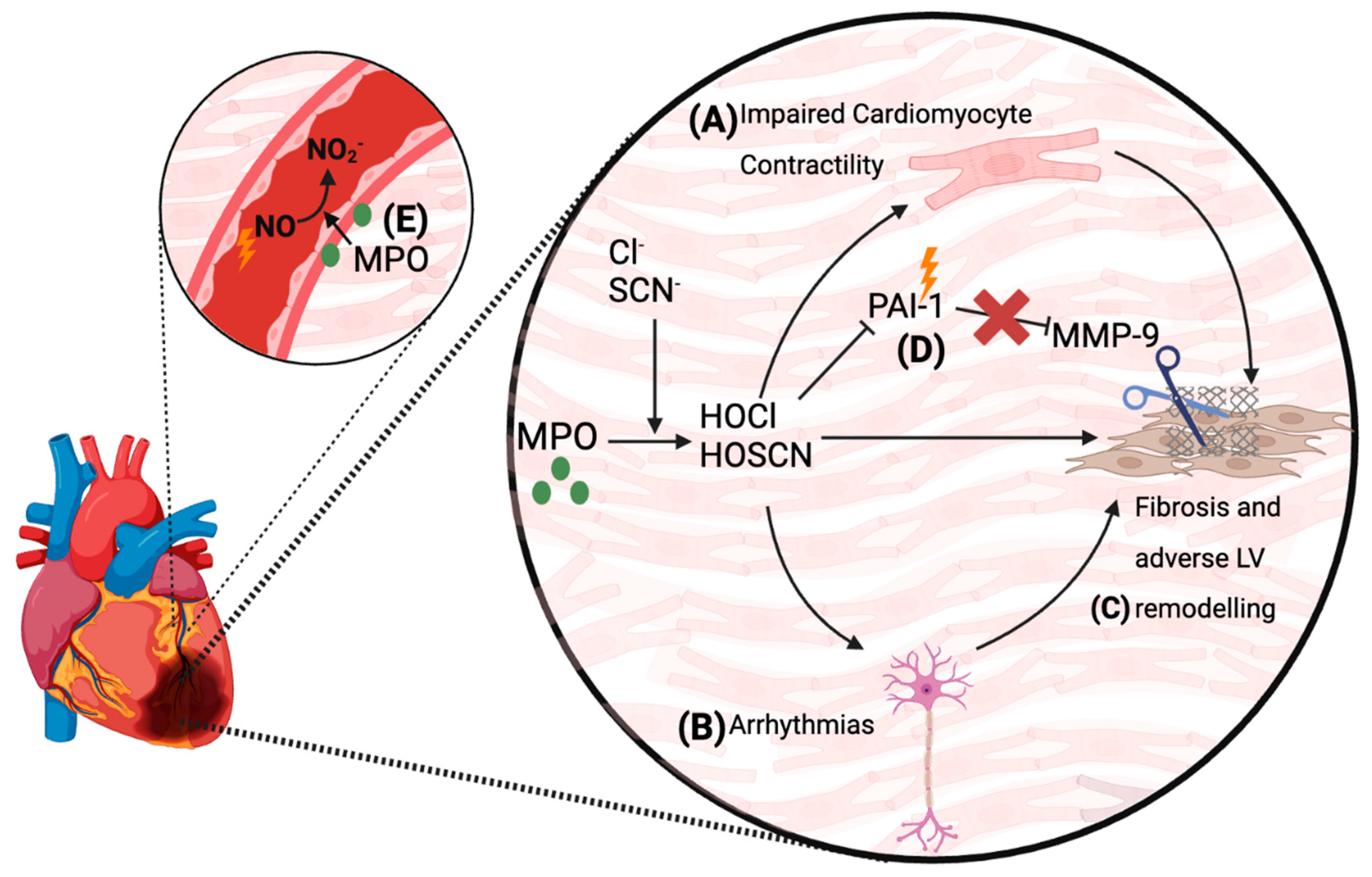 Antioxidants 13 00788 g003