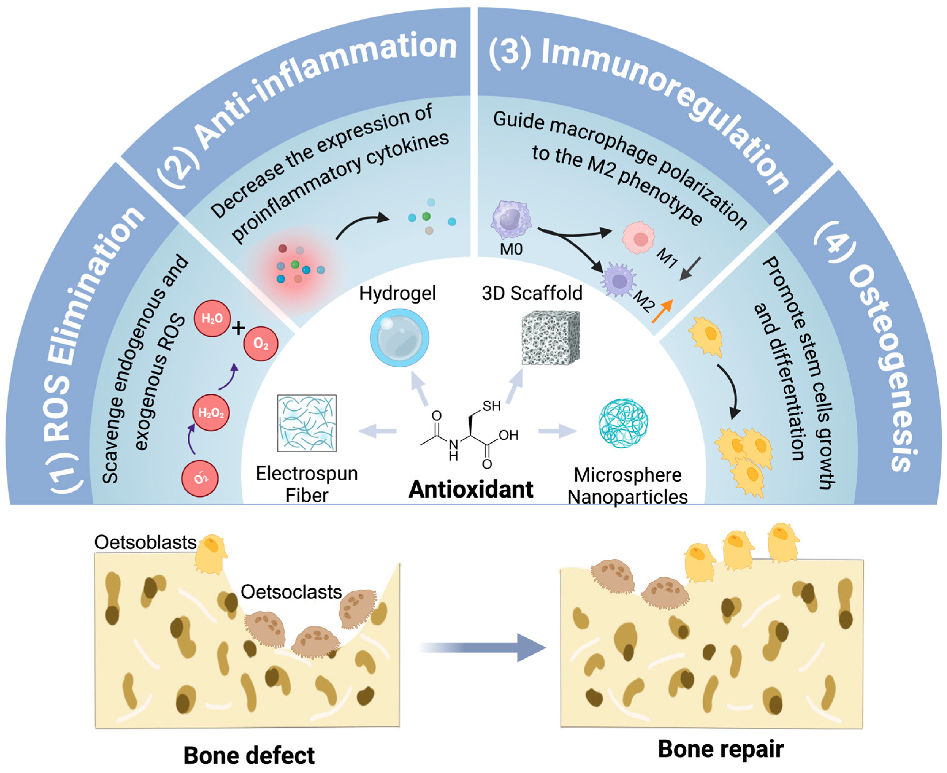 Antioxidants 13 00789 g004