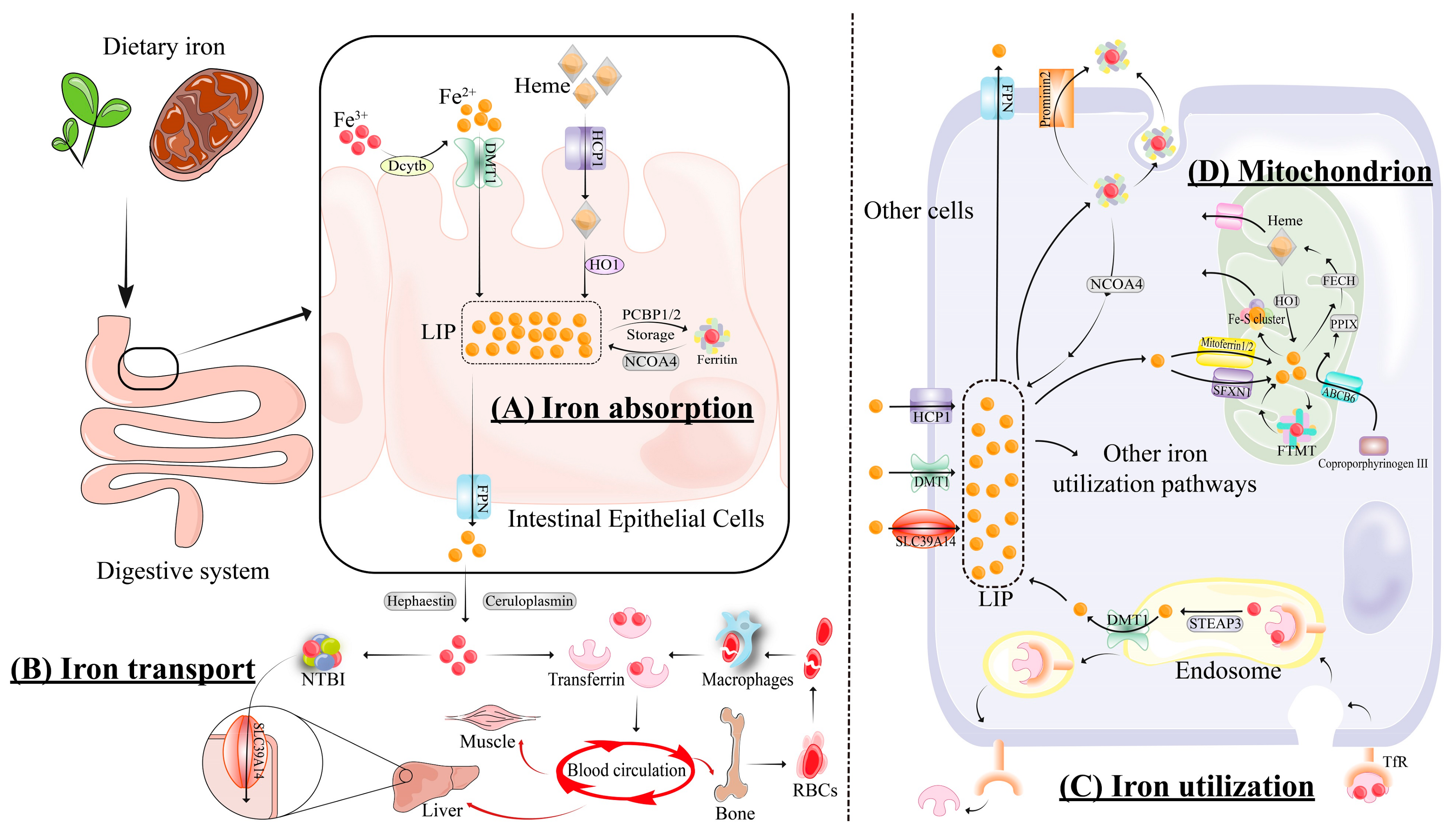 Antioxidants 13 00791 g001