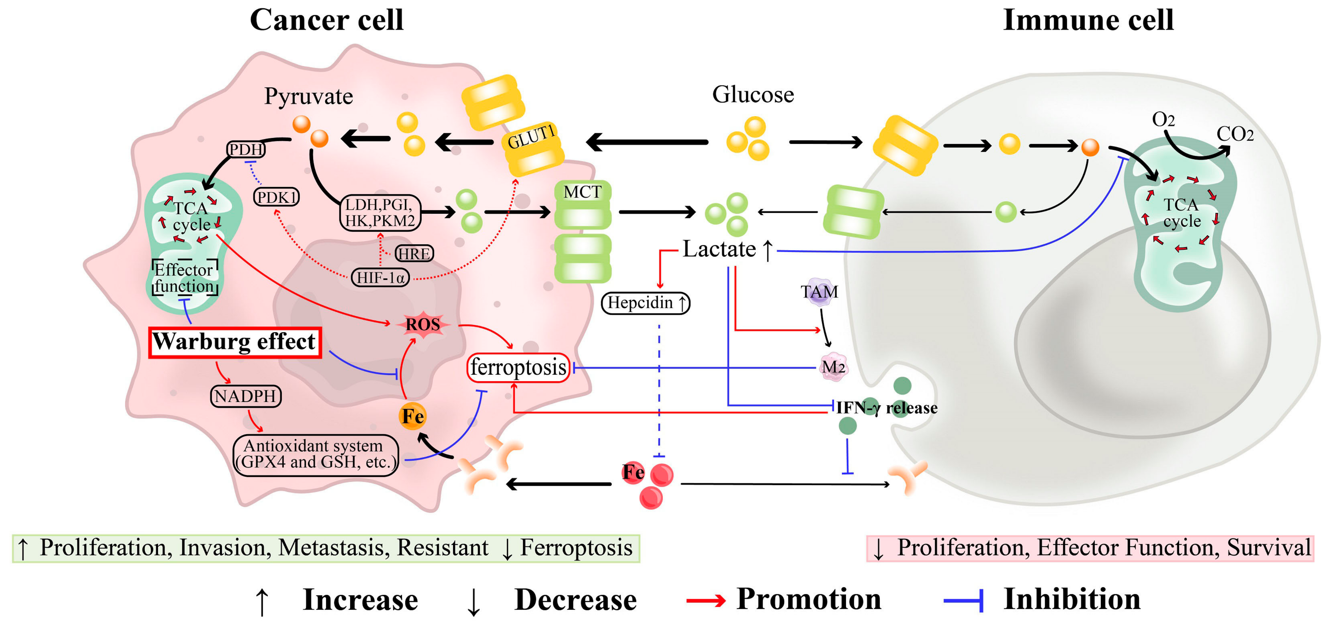 Antioxidants 13 00791 g005