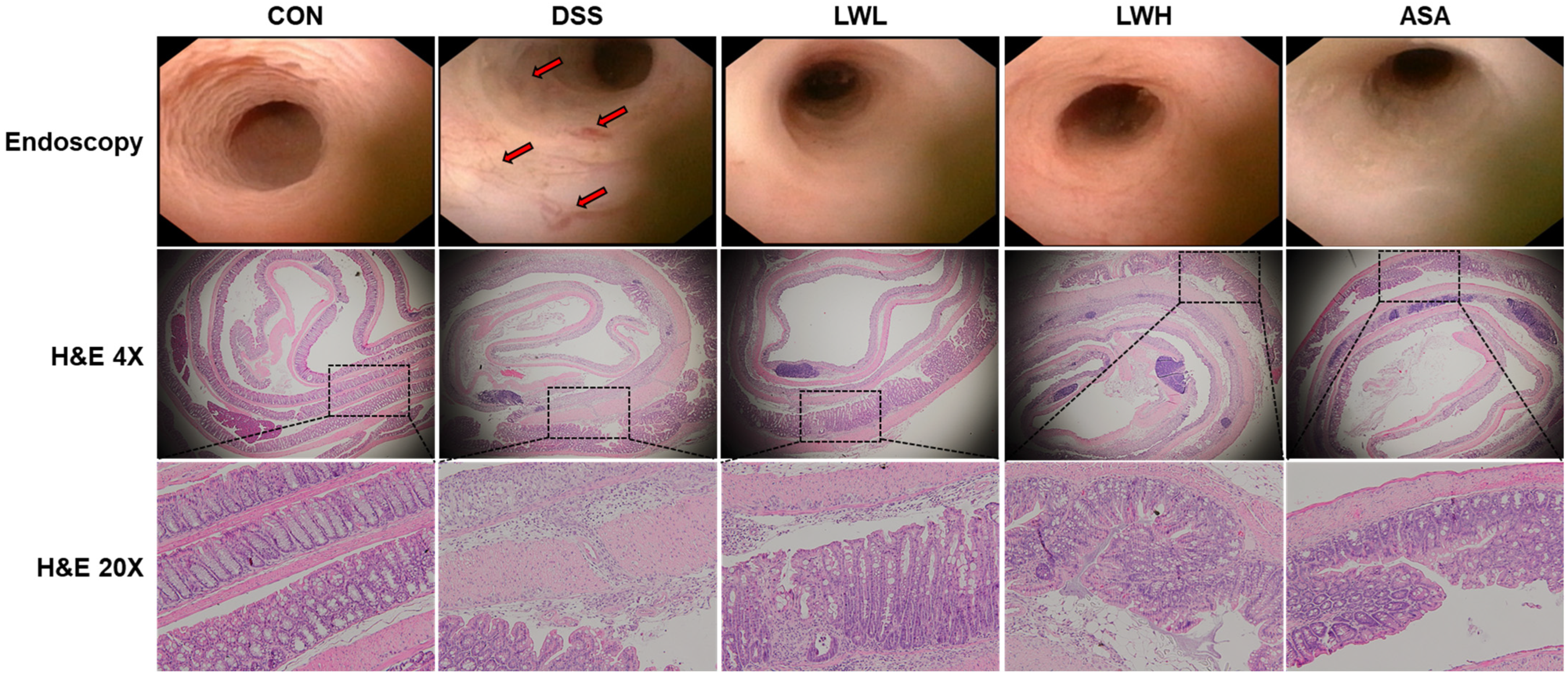 Antioxidants 13 00795 g004