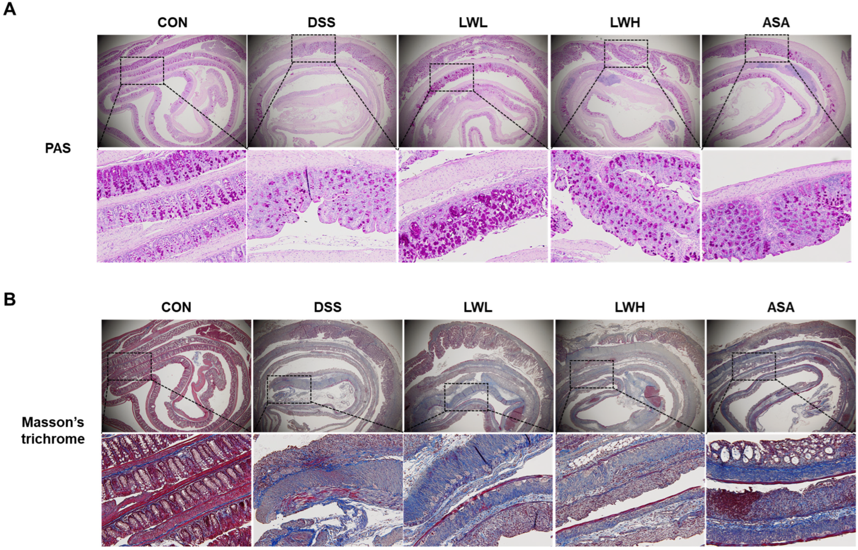 Antioxidants 13 00795 g008