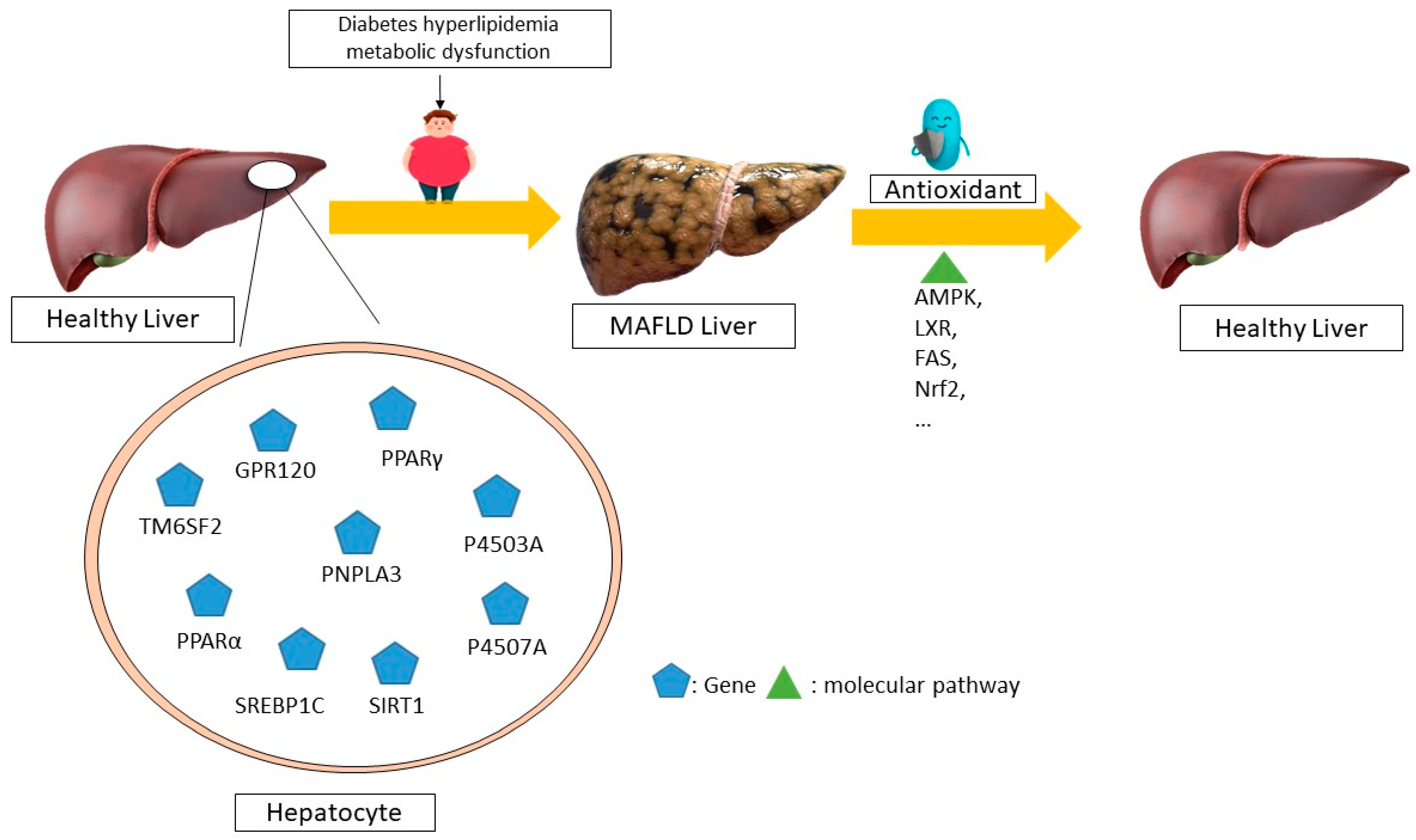 Antioxidants 13 00797 g002