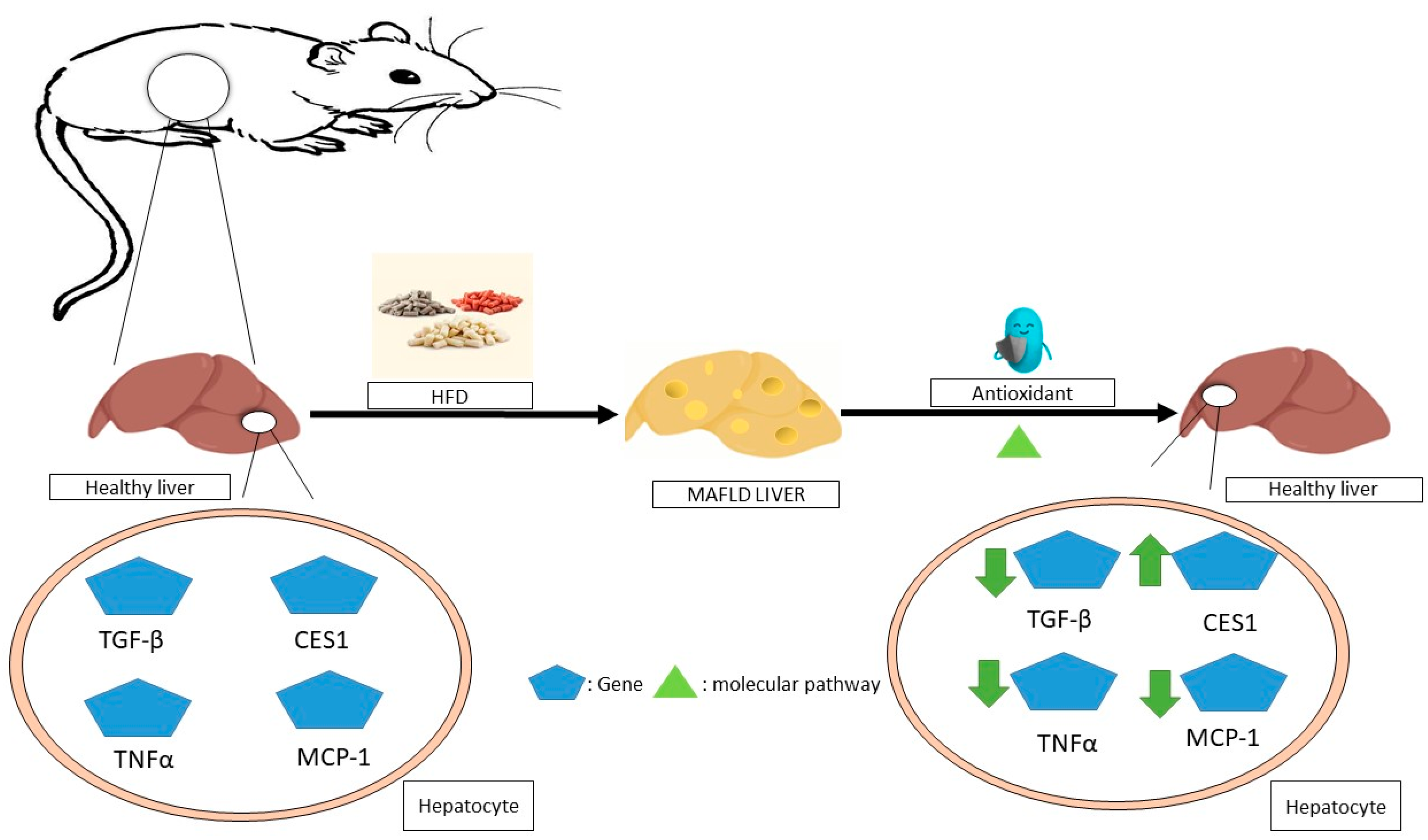 Antioxidants 13 00797 g003