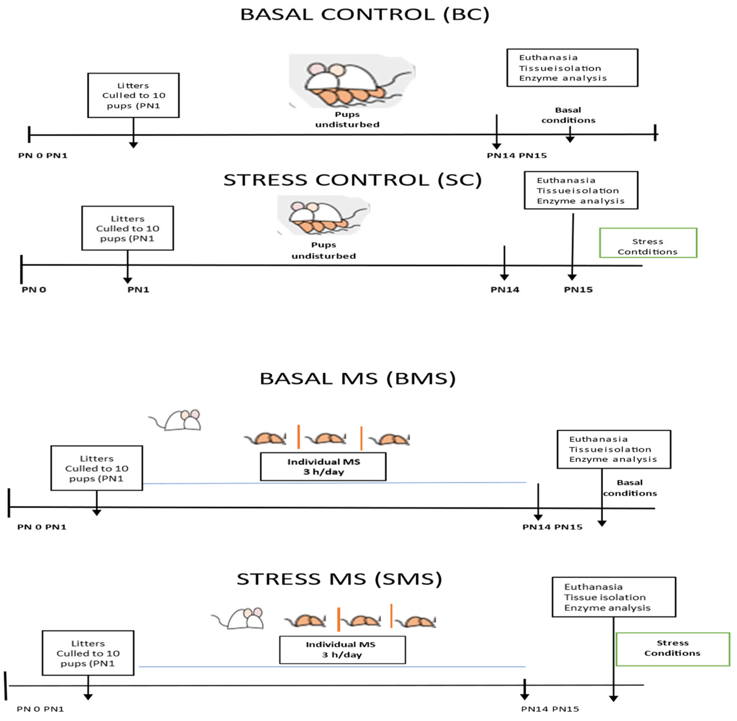 Antioxidants 13 00802 g001