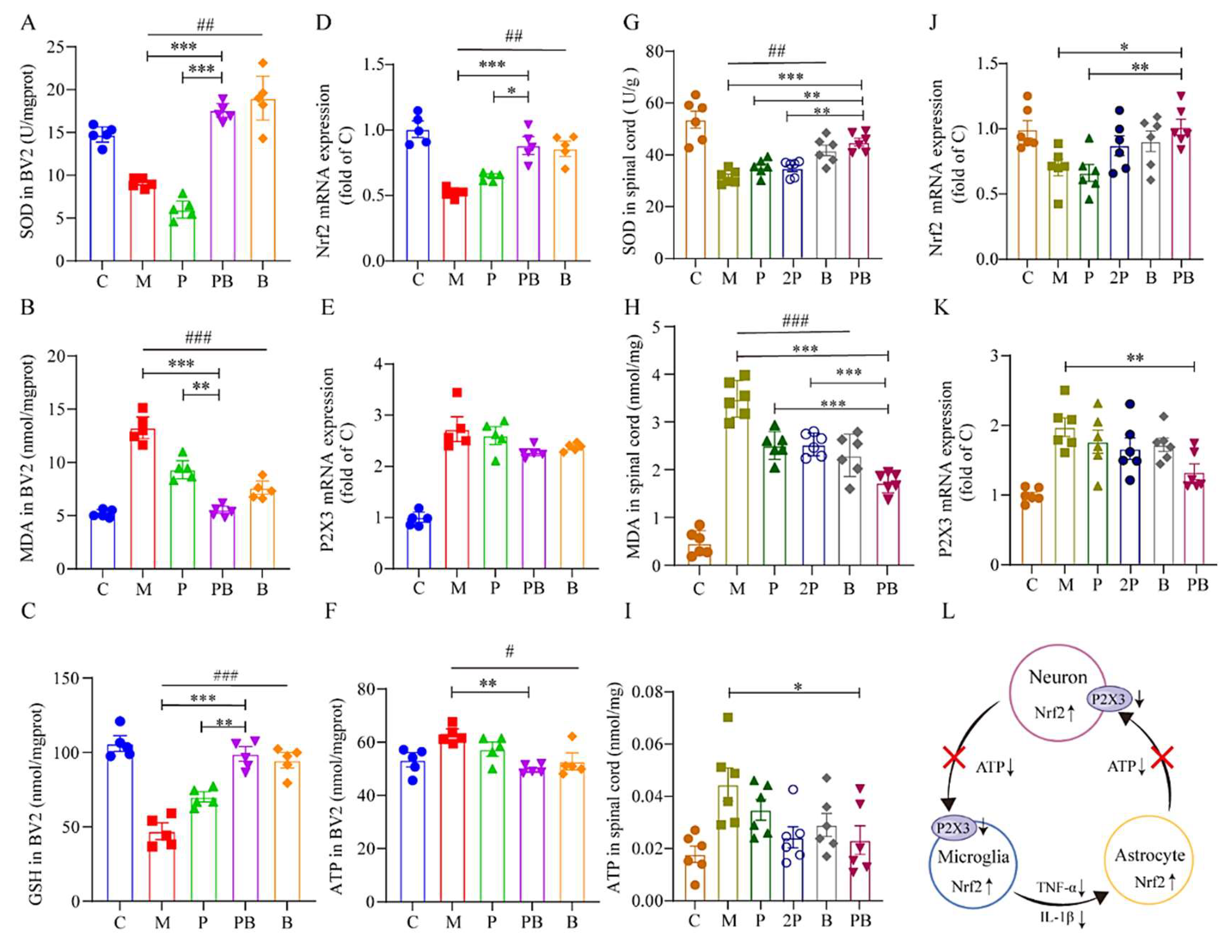 Antioxidants 13 00803 g007
