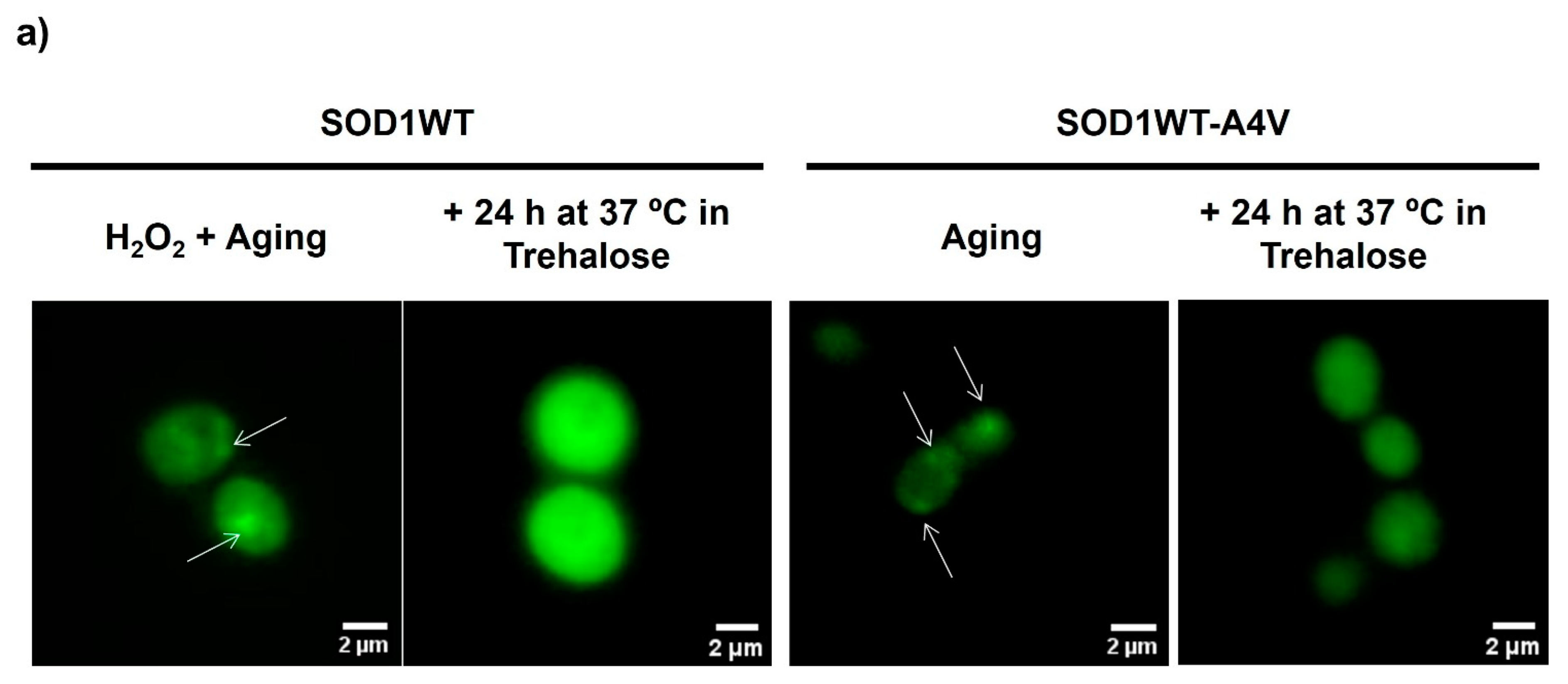 Antioxidants 13 00807 g002a