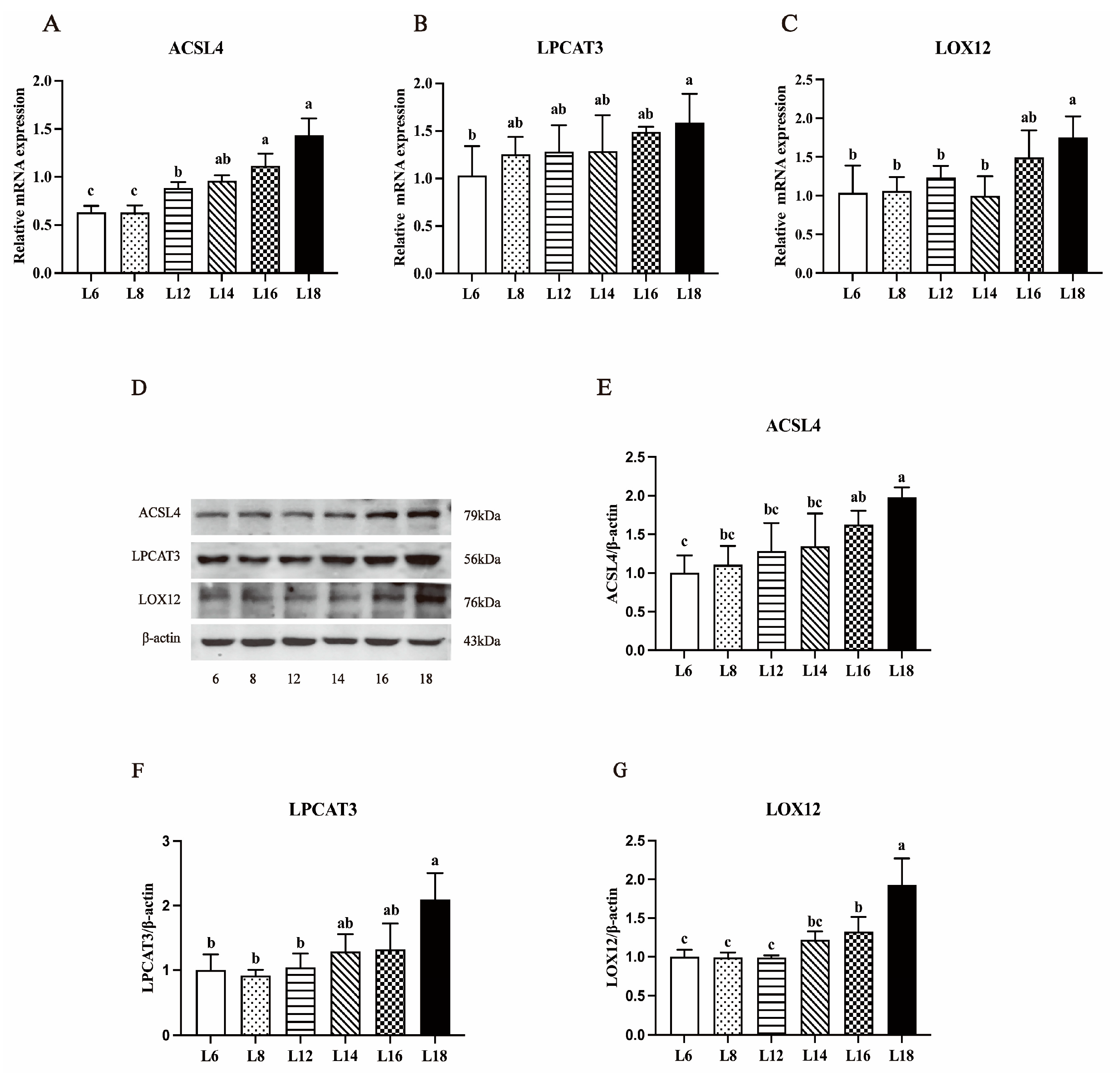 Antioxidants 13 00808 g005