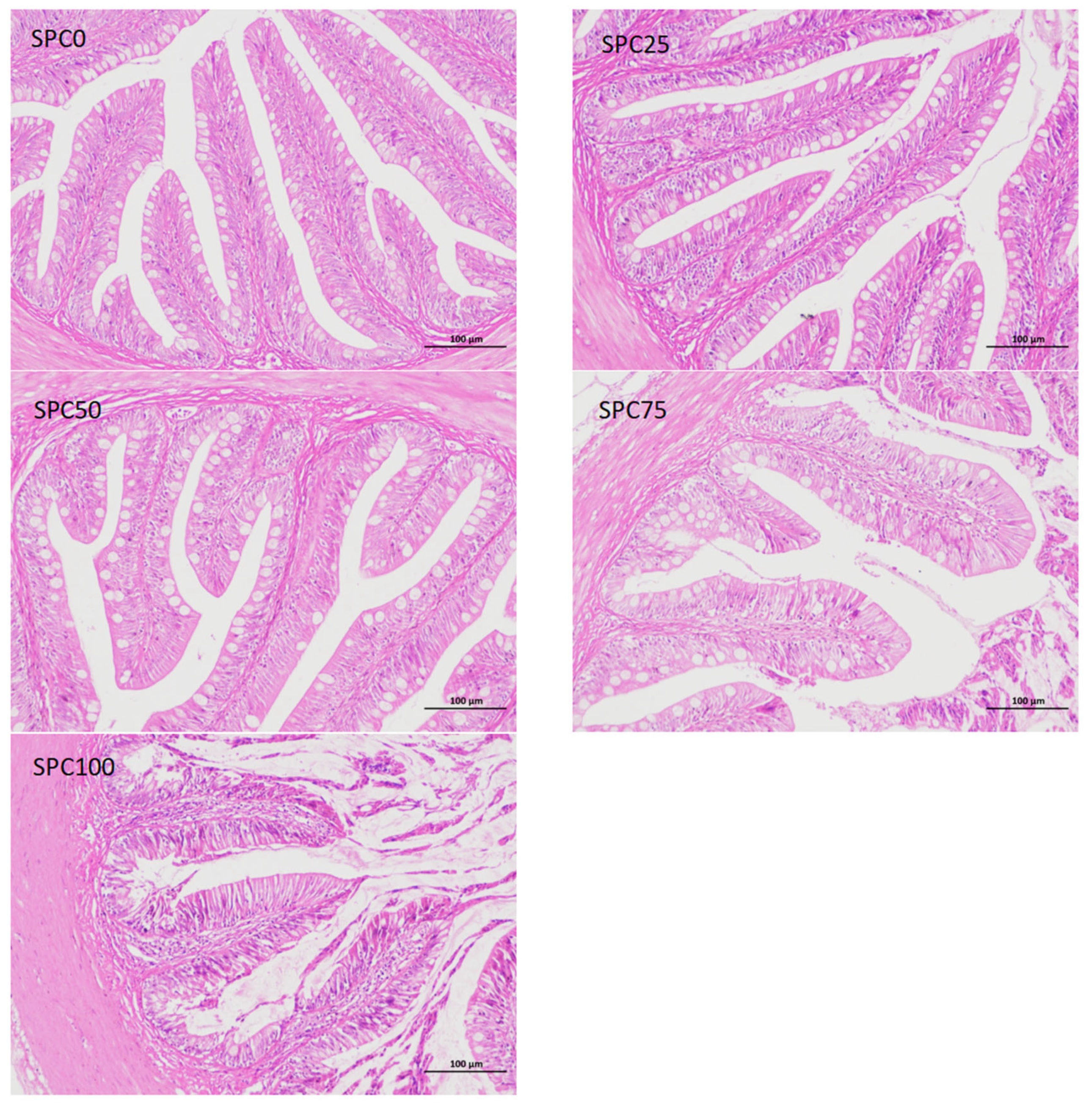 Antioxidants 13 00809 g006a