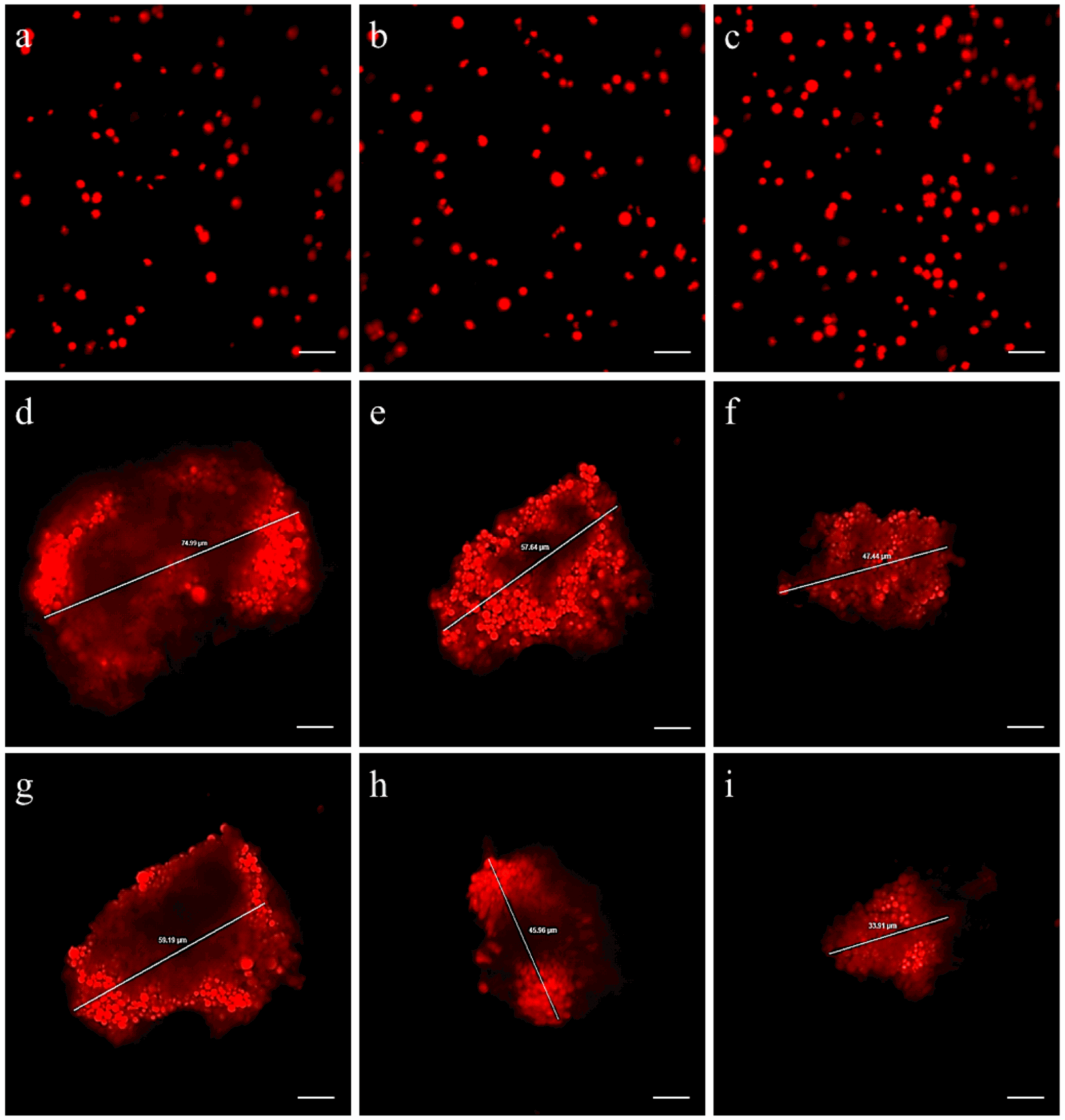 Antioxidants 13 00812 g002