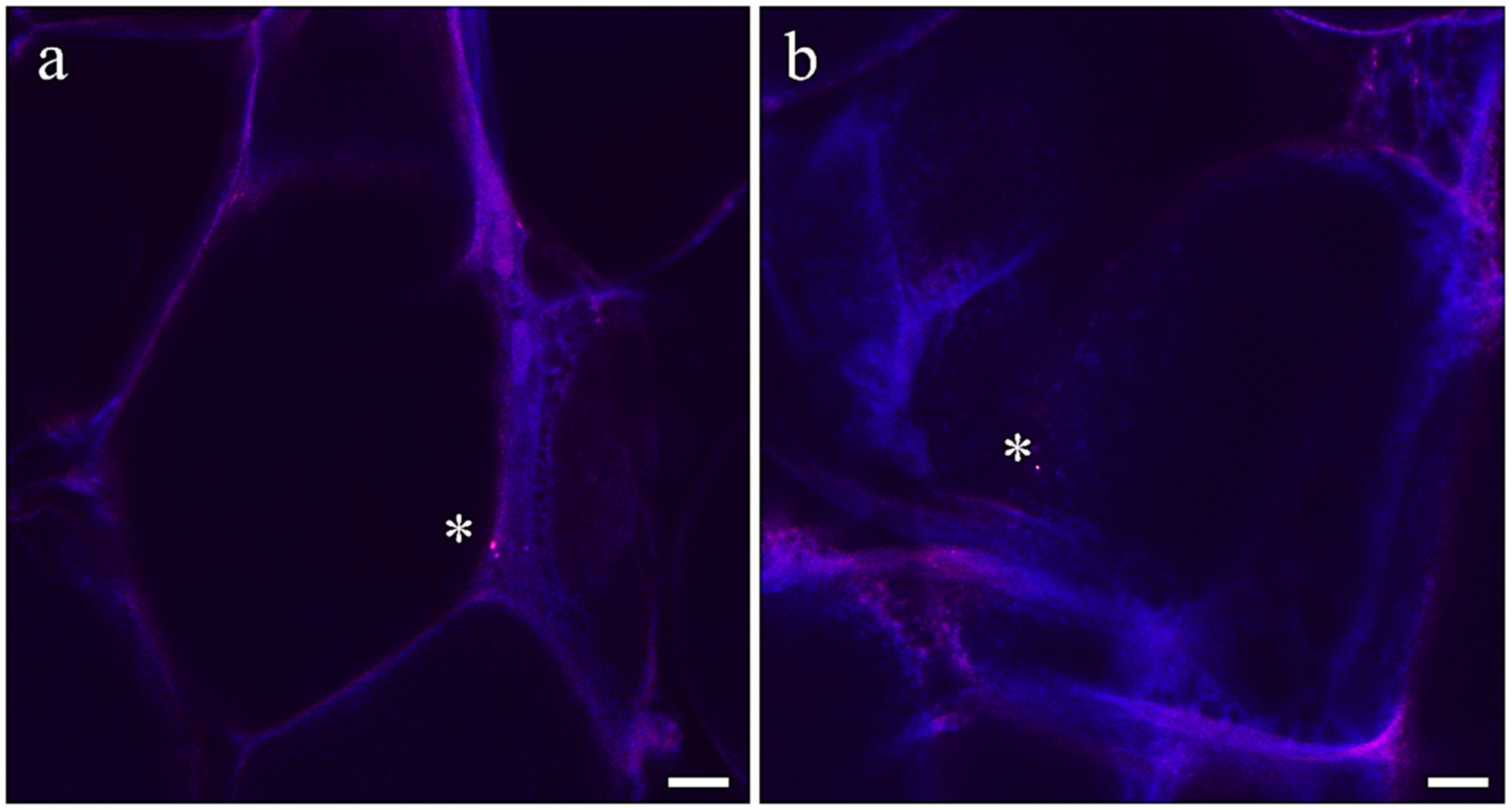 Antioxidants 13 00812 g005