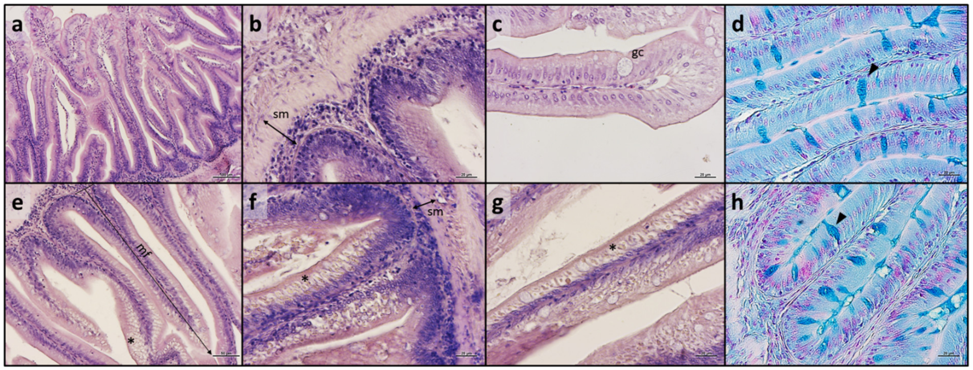 Antioxidants 13 00812 g006