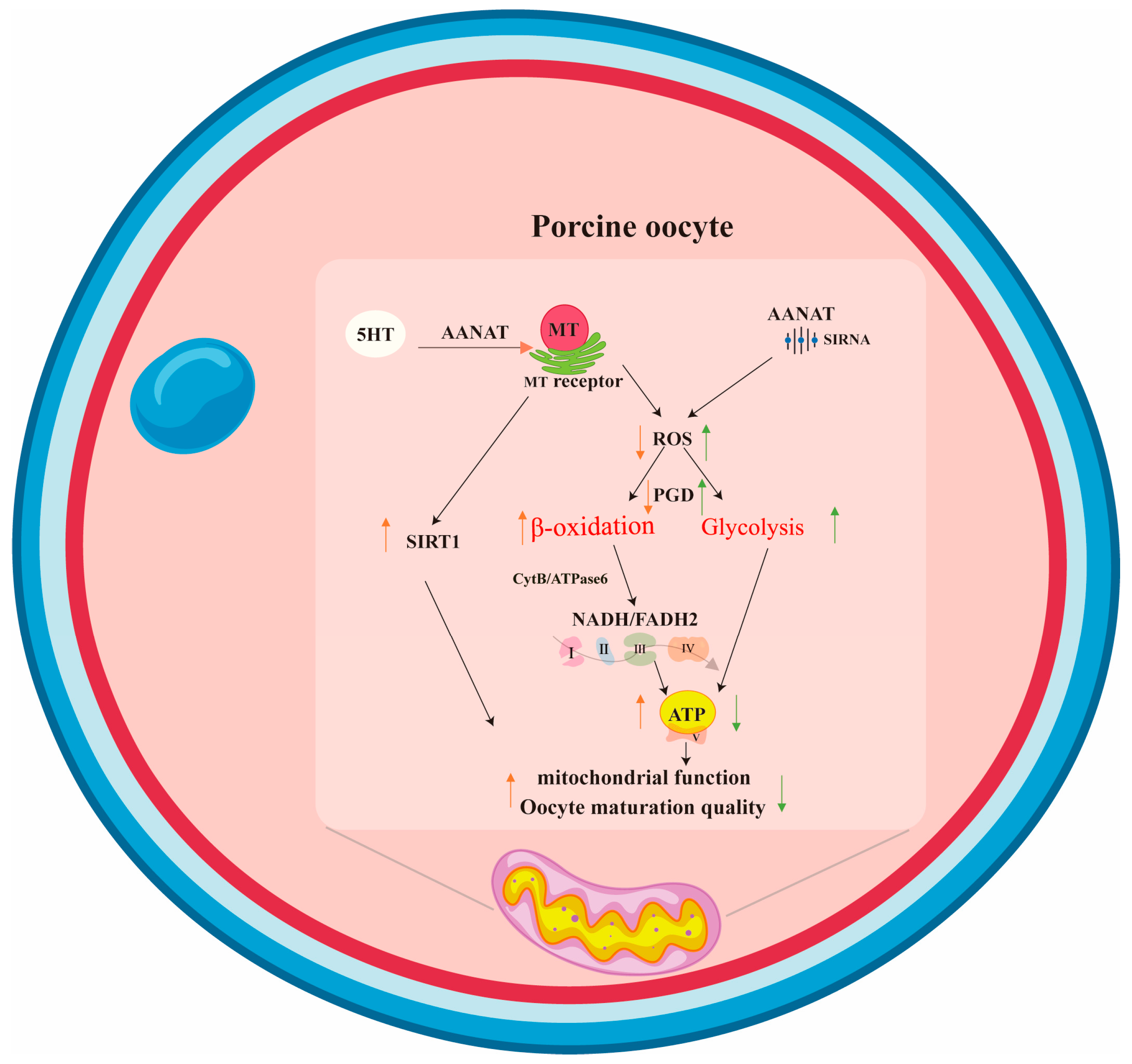 Antioxidants 13 00814 g006