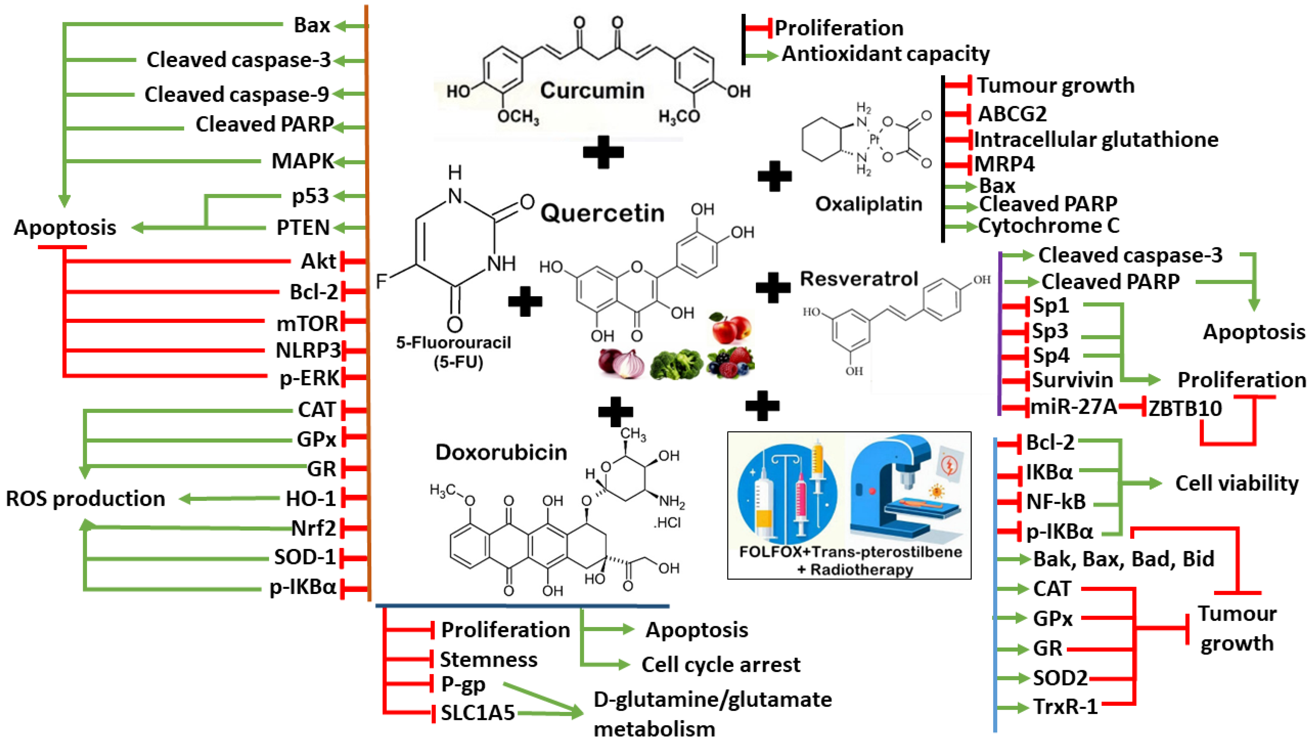 Antioxidants 13 00815 g004