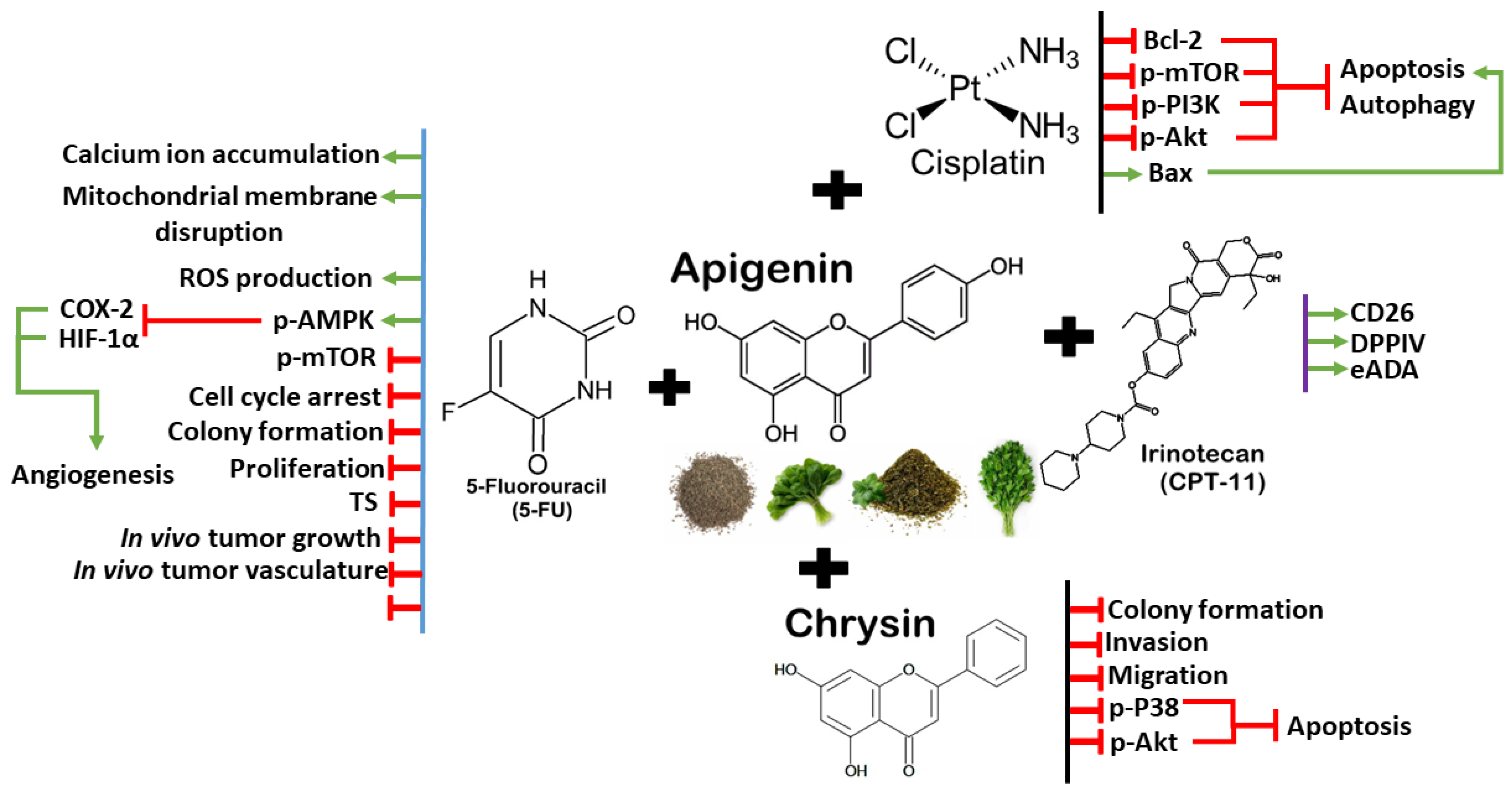 Antioxidants 13 00815 g005