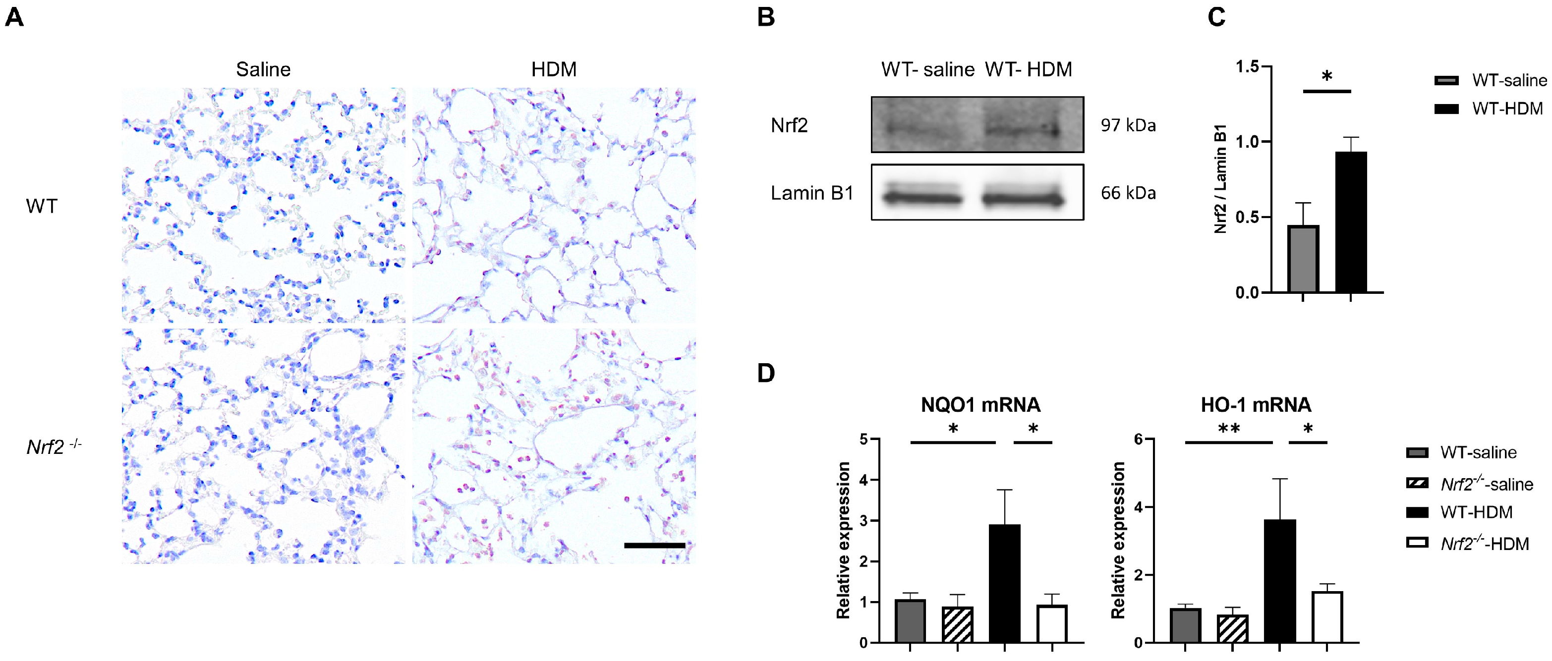 Antioxidants 13 00818 g003