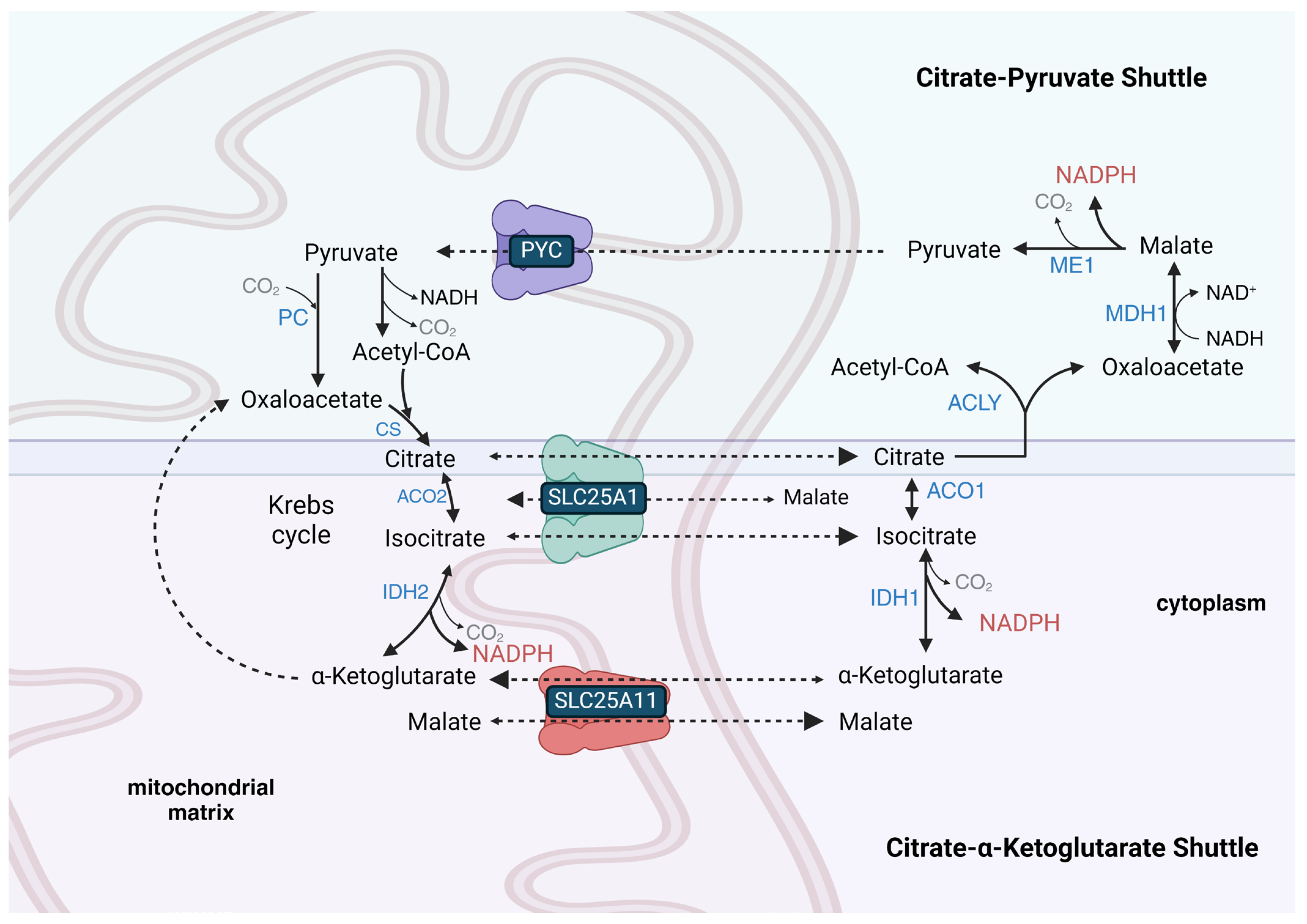 Antioxidants 13 00820 g001
