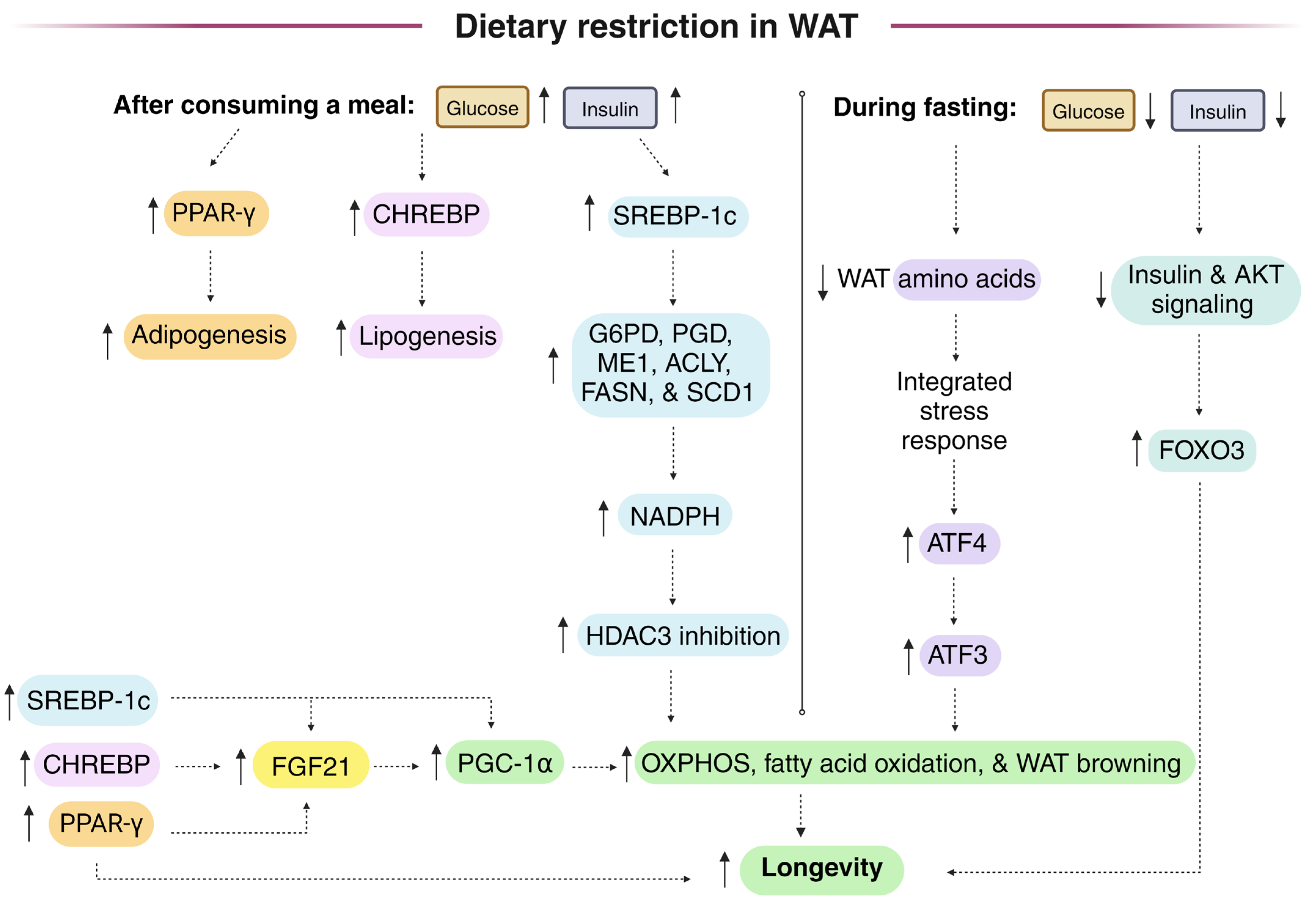Antioxidants 13 00820 g003