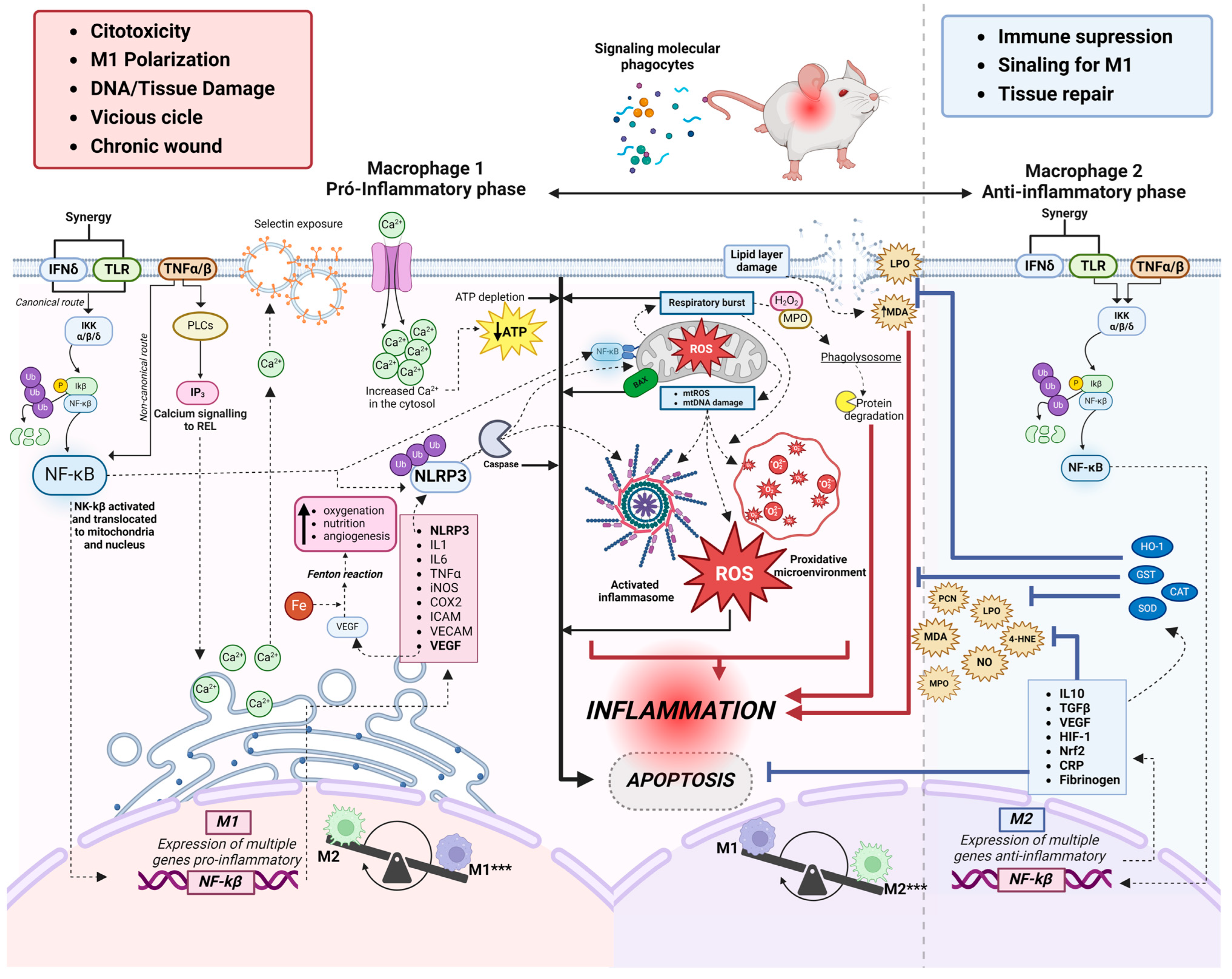 Antioxidants 13 00823 g003