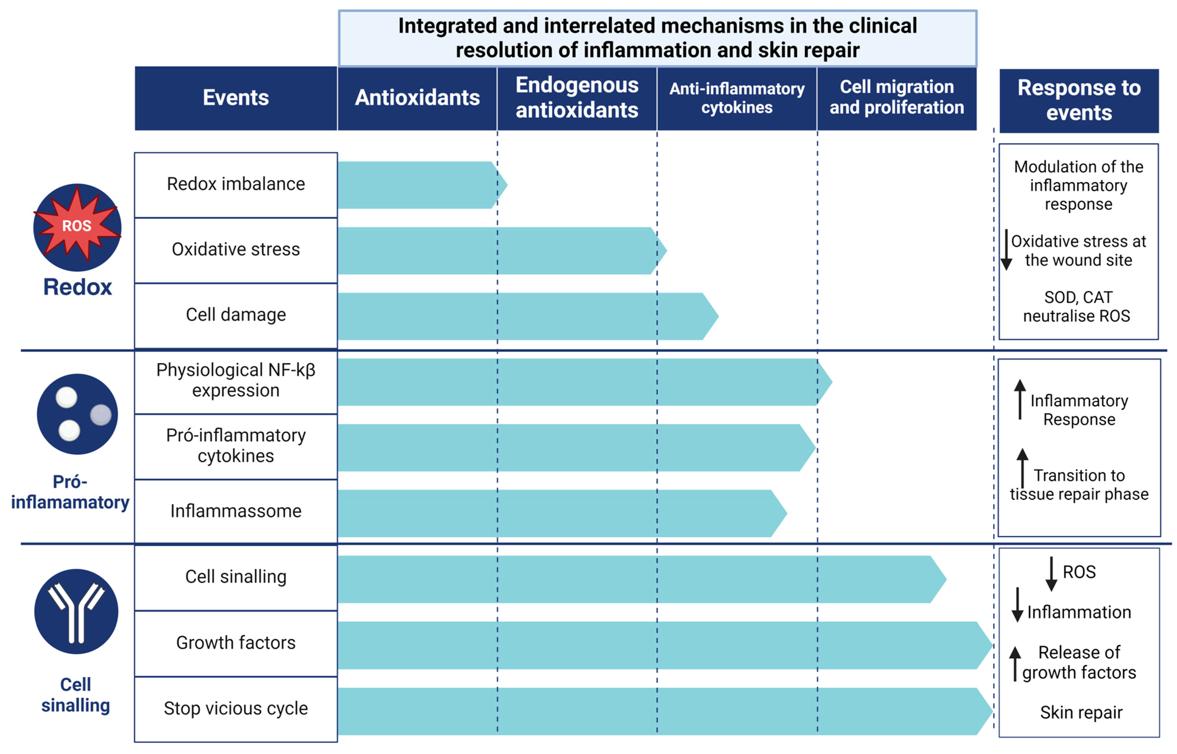 Antioxidants 13 00823 g007