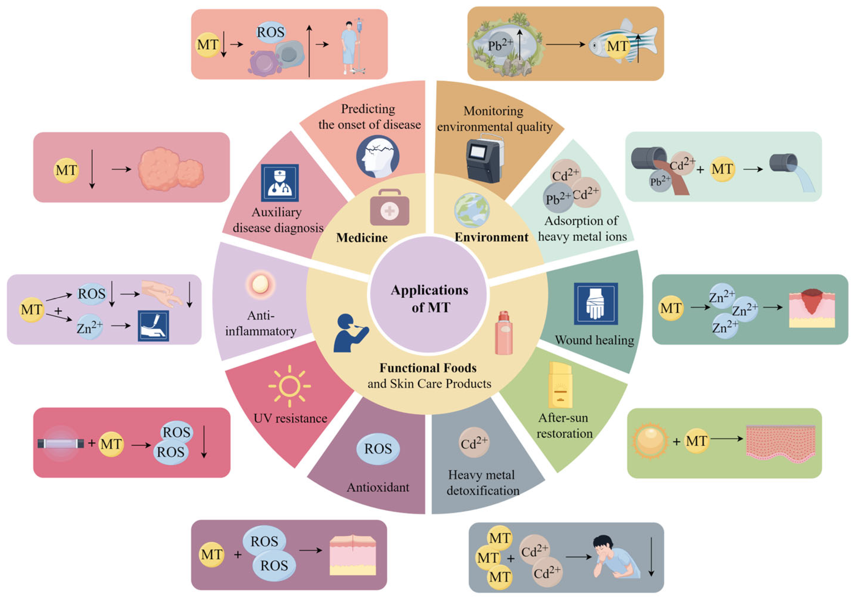 Antioxidants 13 00825 g004