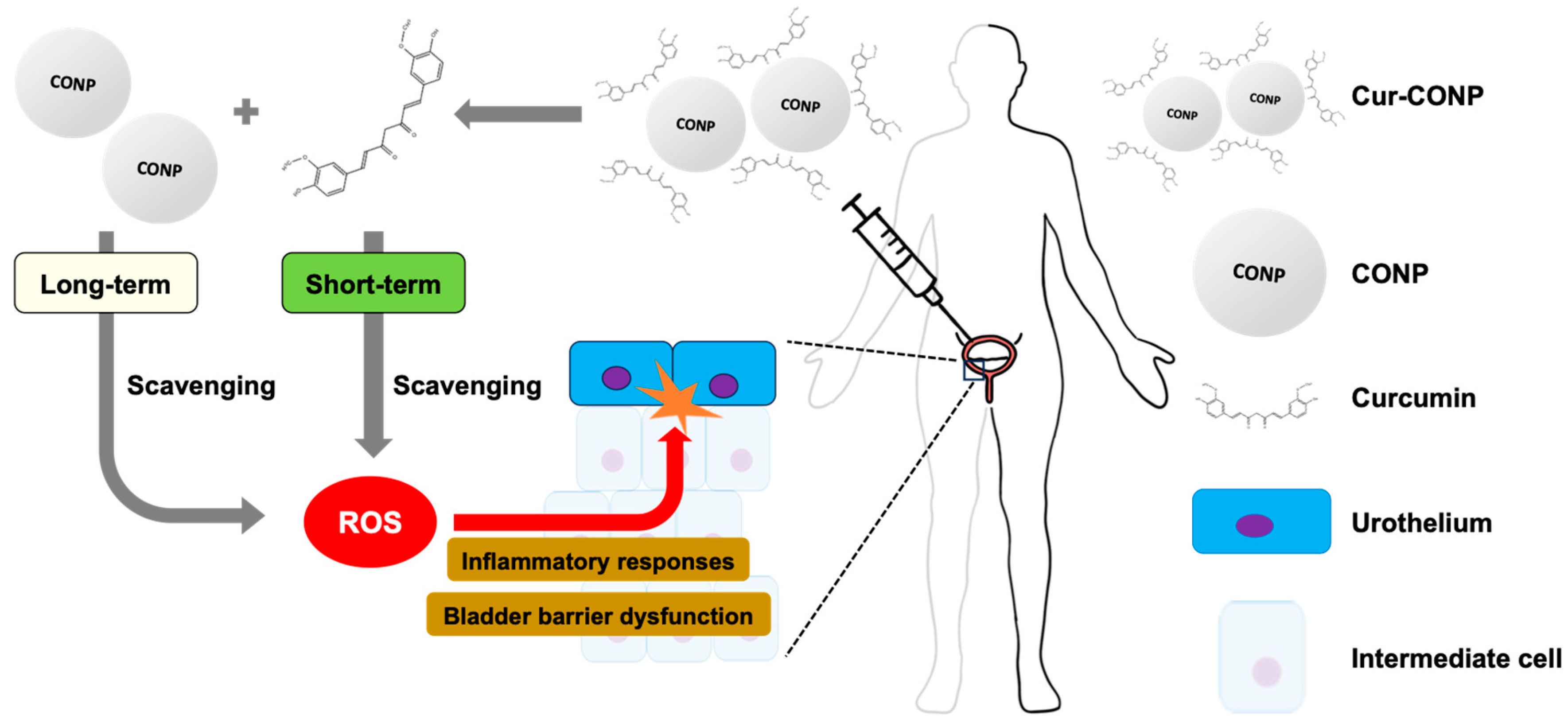 Antioxidants 13 00826 g001