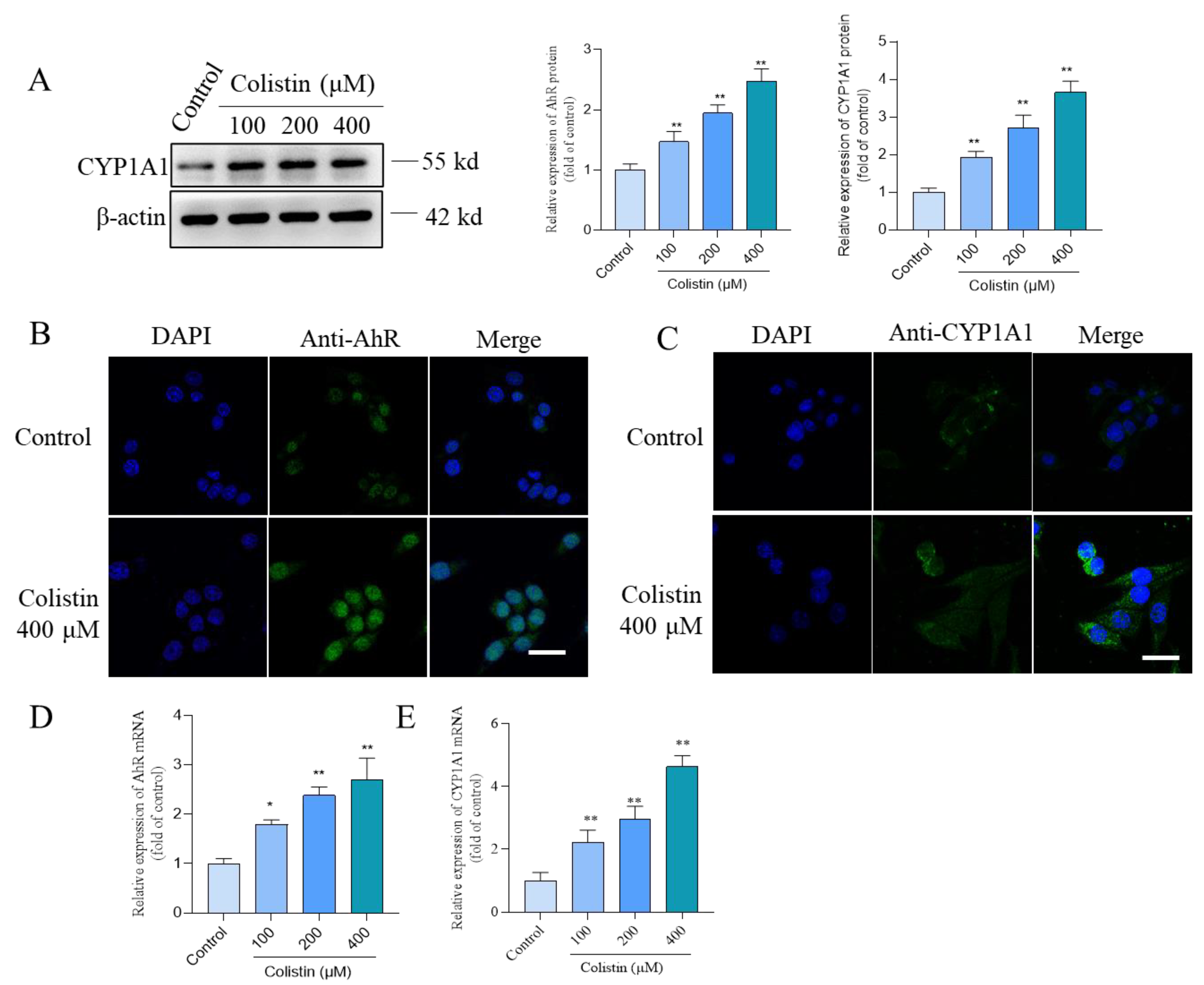 Antioxidants 13 00827 g006