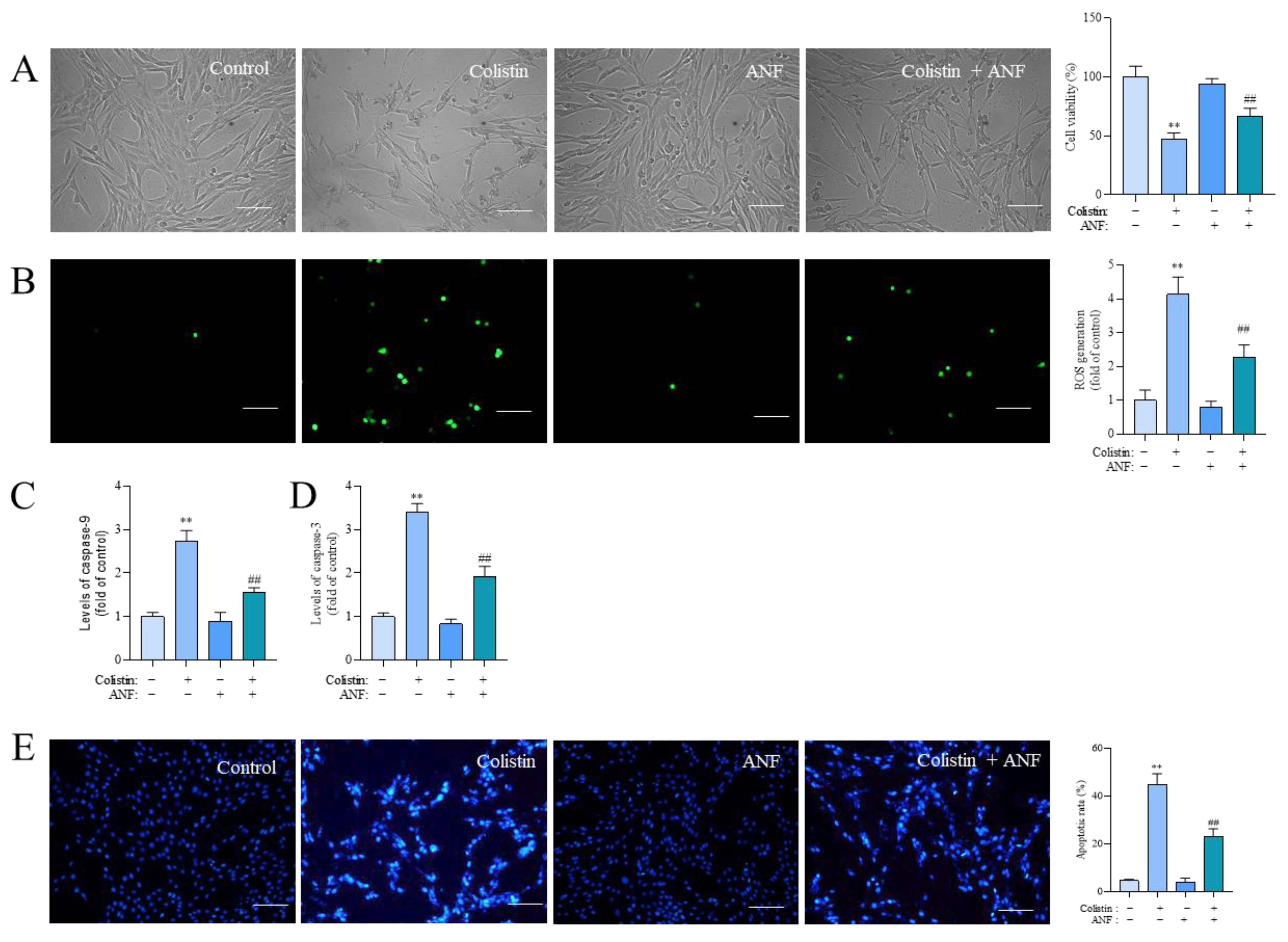 Antioxidants 13 00827 g007