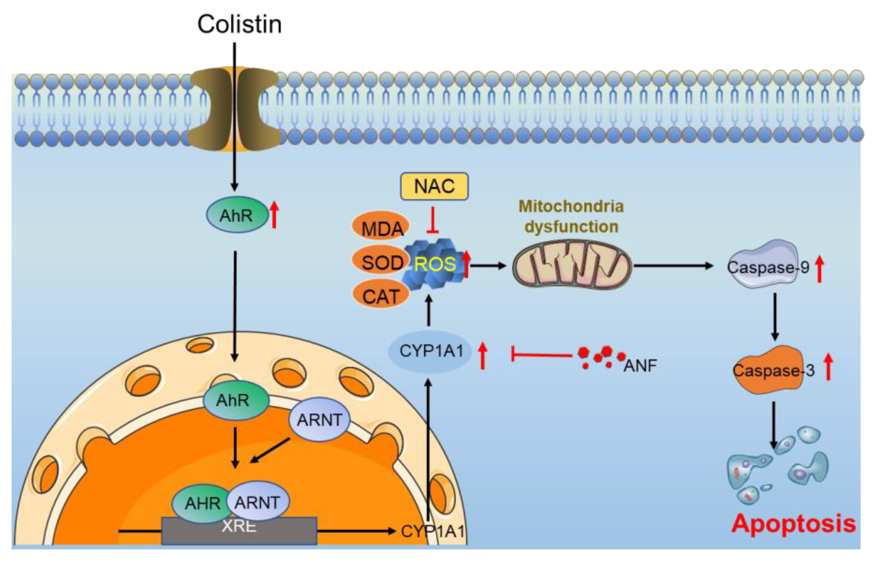 Antioxidants 13 00827 g009