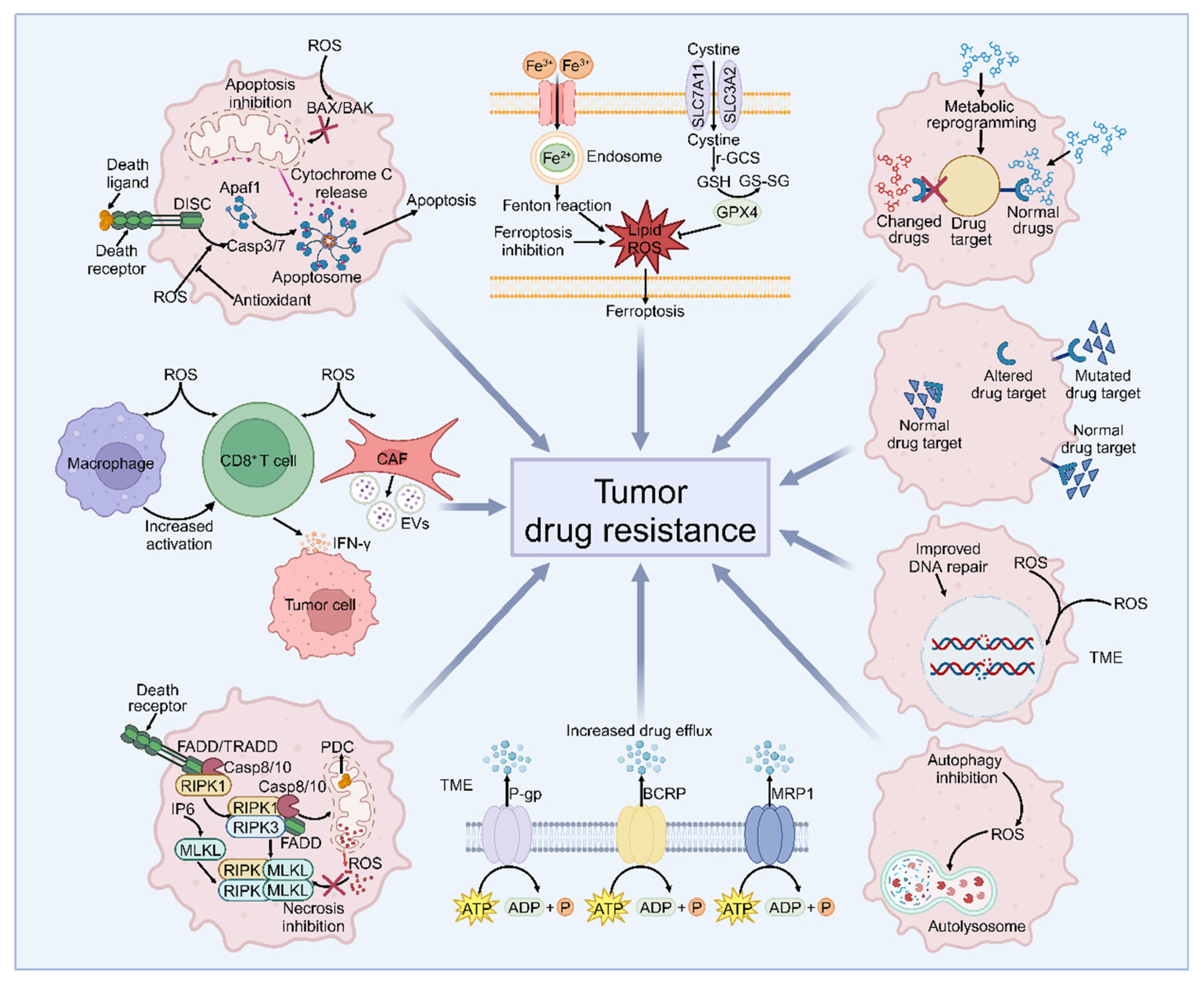 Antioxidants 13 00828 g004