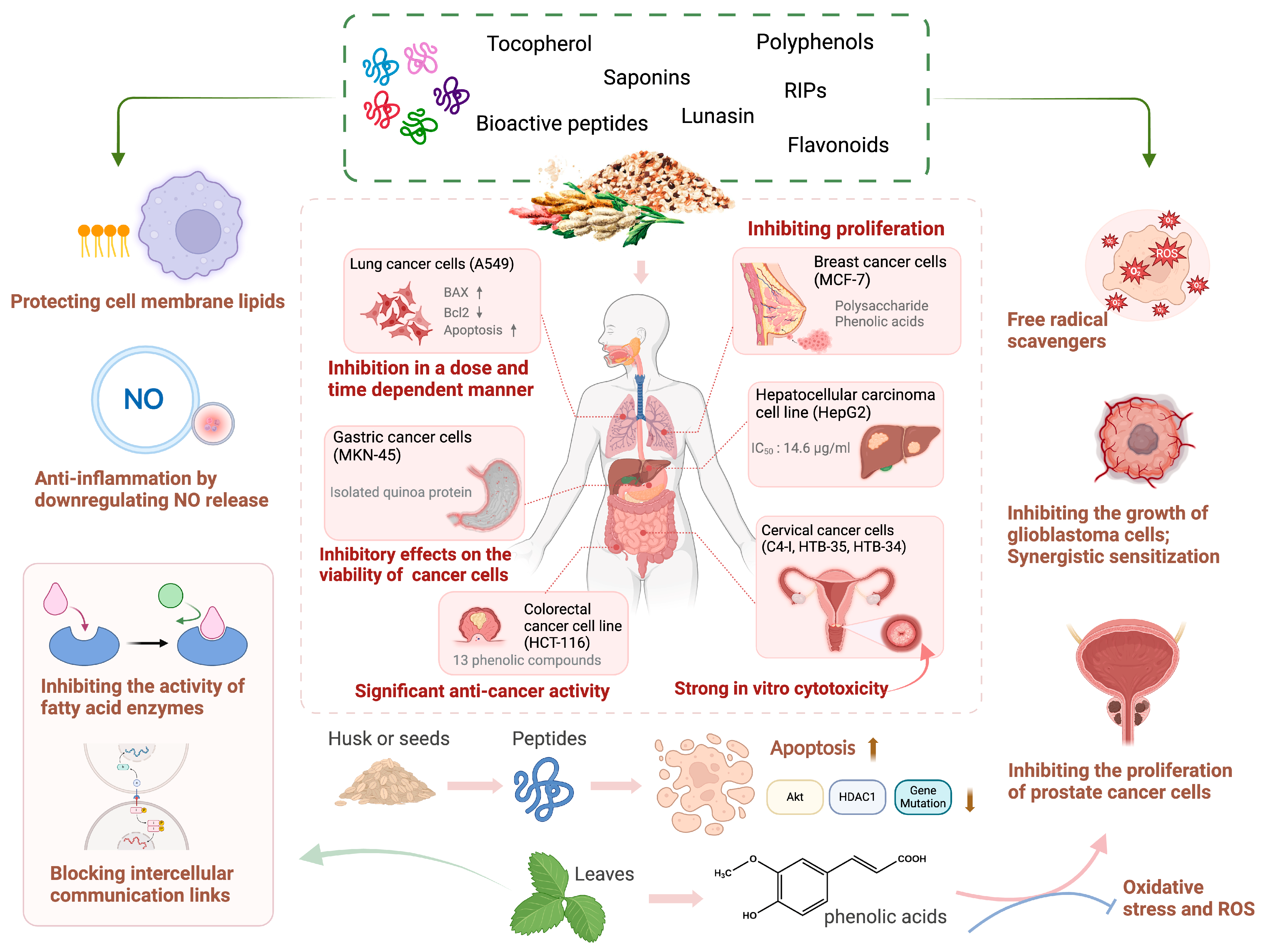 Antioxidants 13 00829 g004