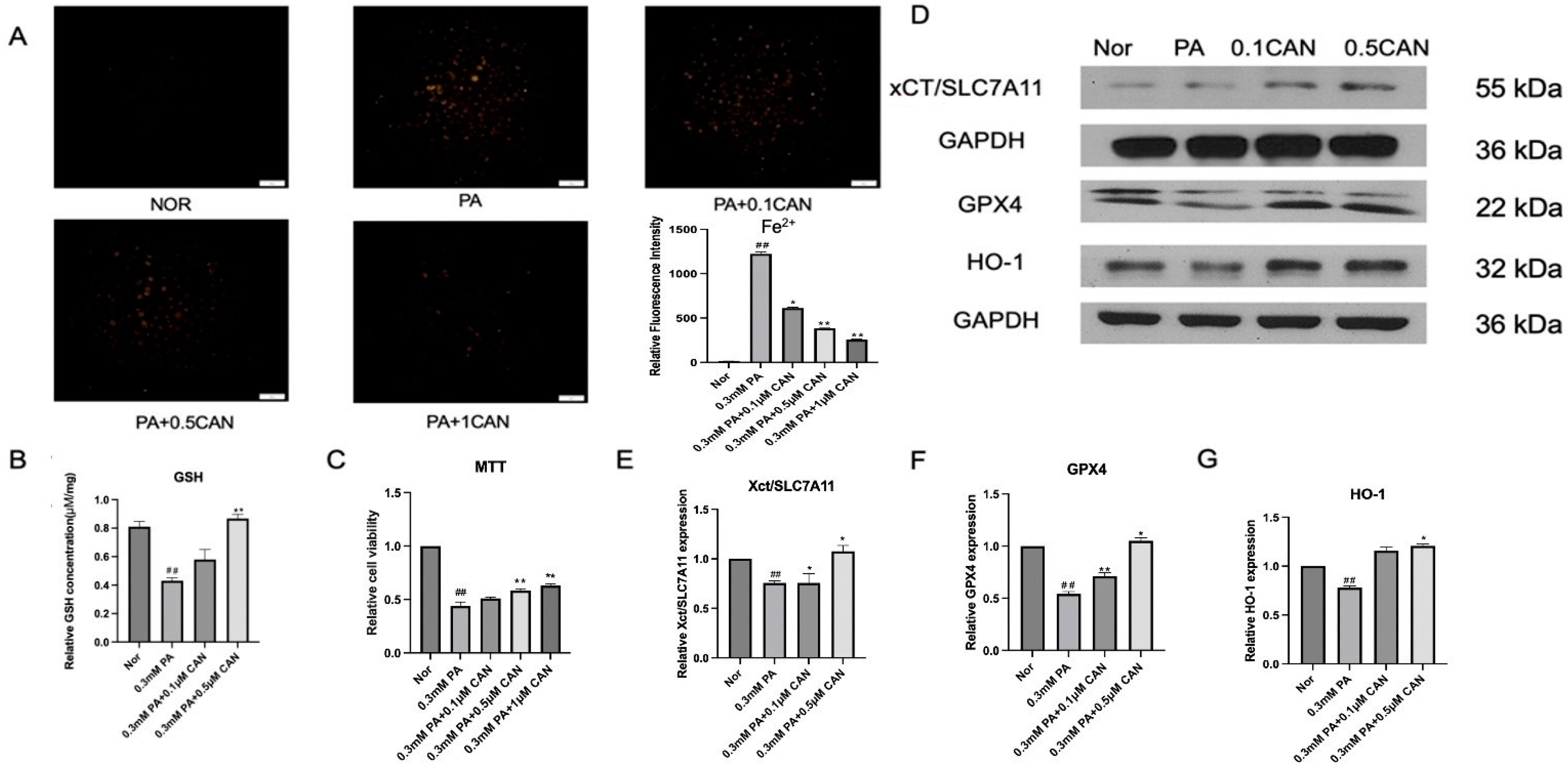 Antioxidants 13 00831 g004