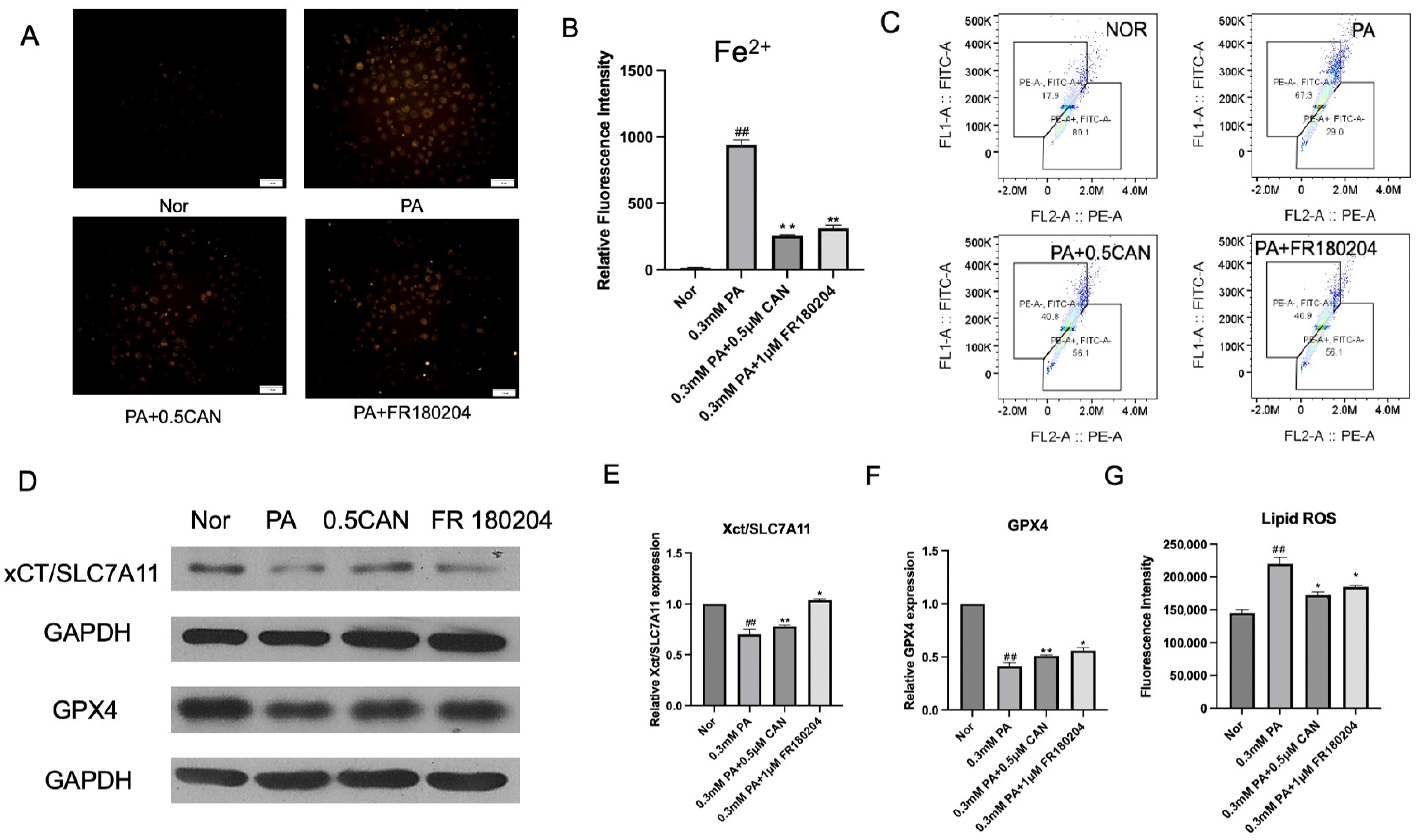 Antioxidants 13 00831 g005