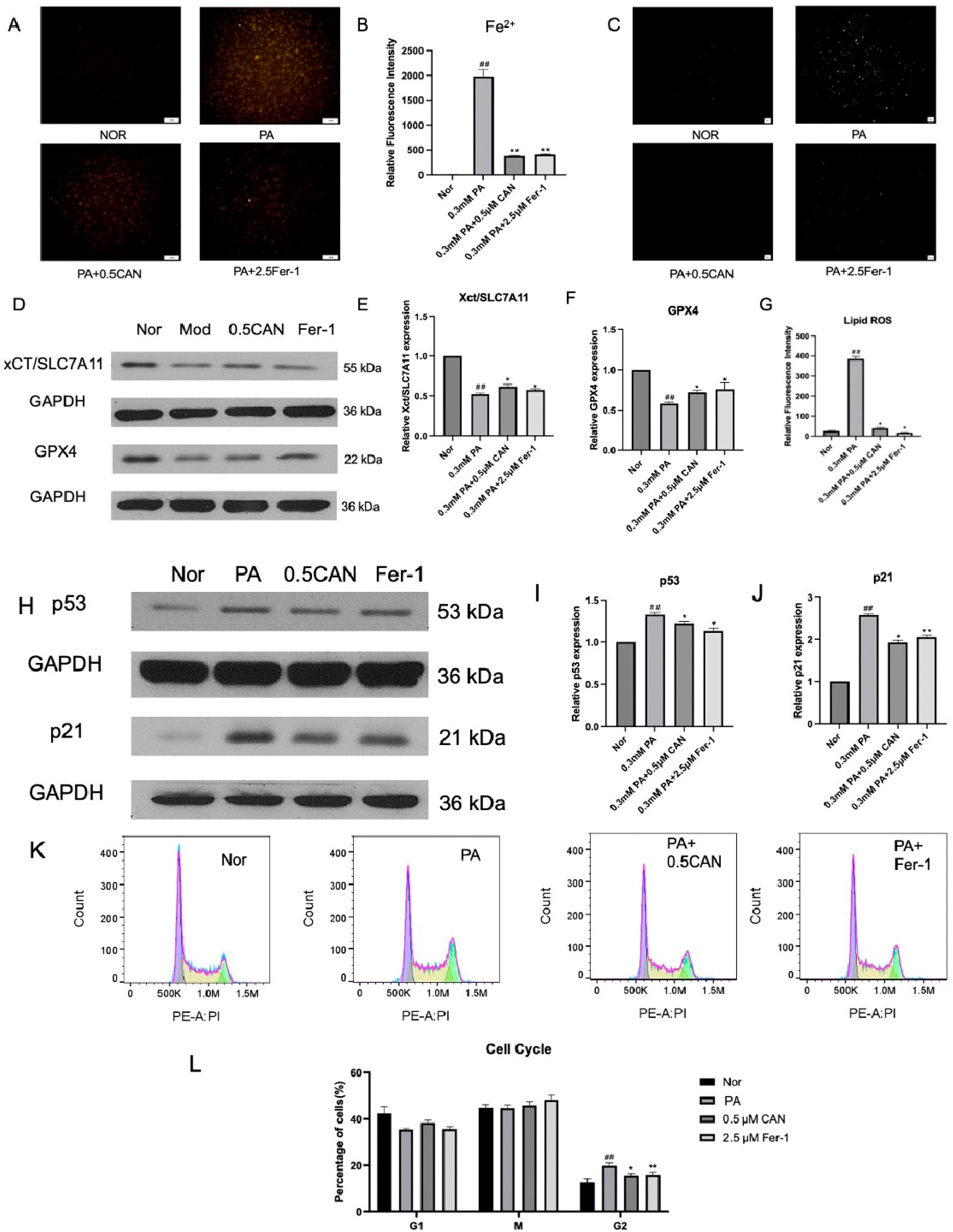 Antioxidants 13 00831 g006