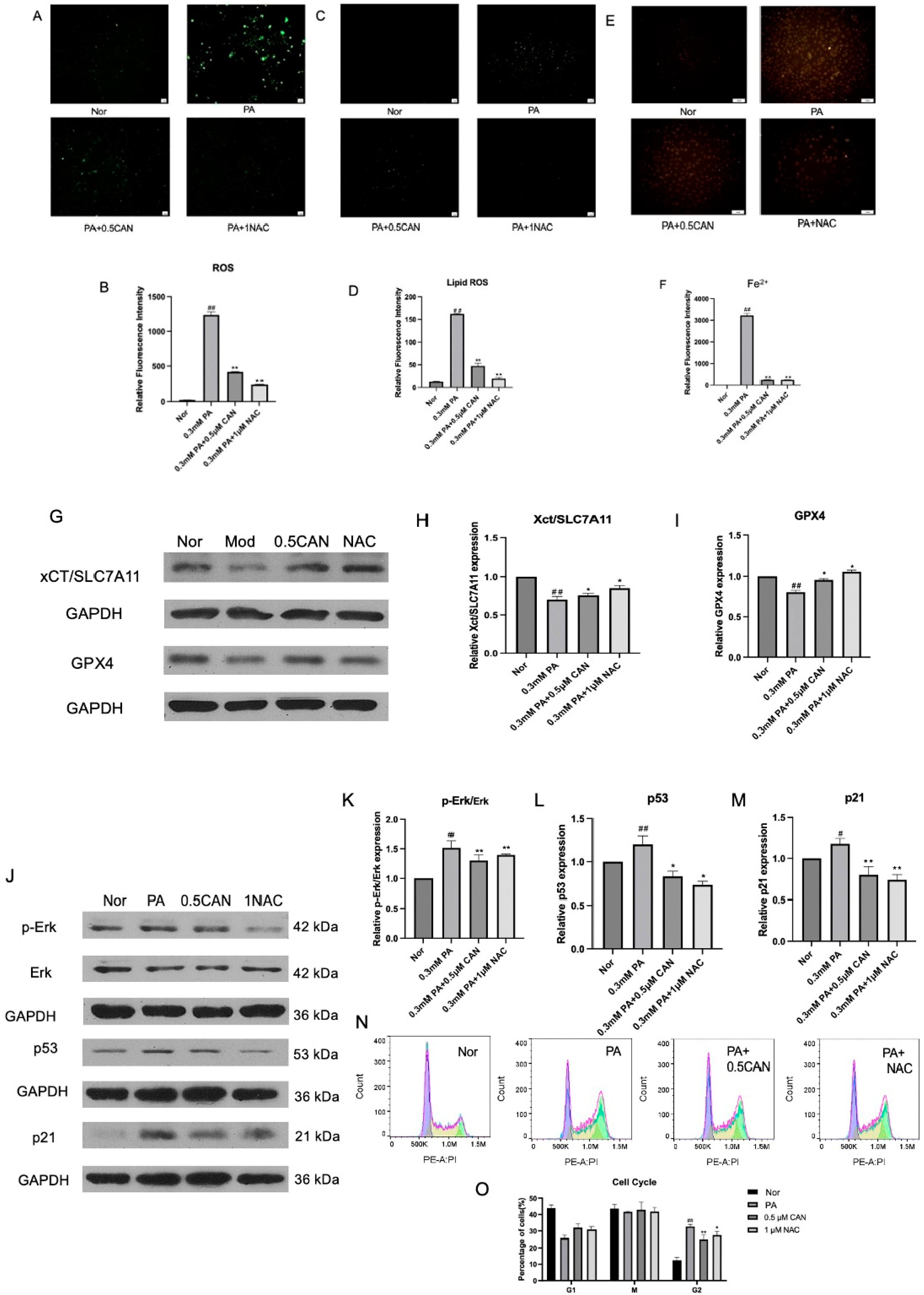 Antioxidants 13 00831 g007