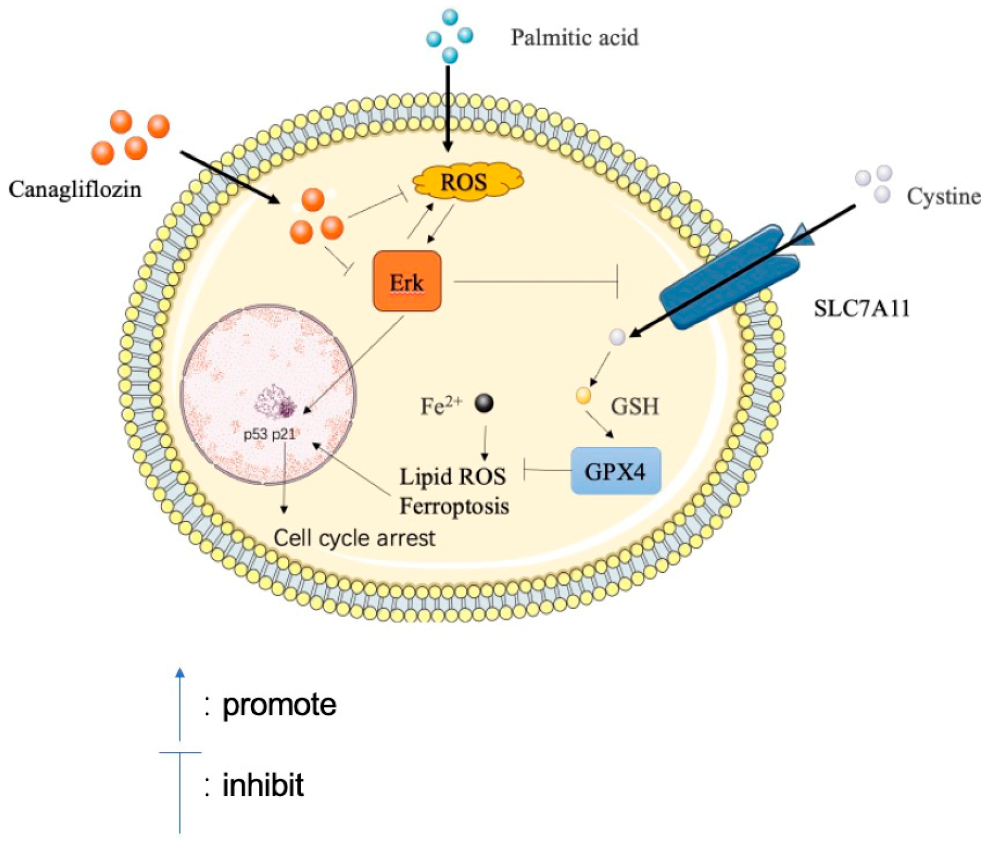 Antioxidants 13 00831 g008