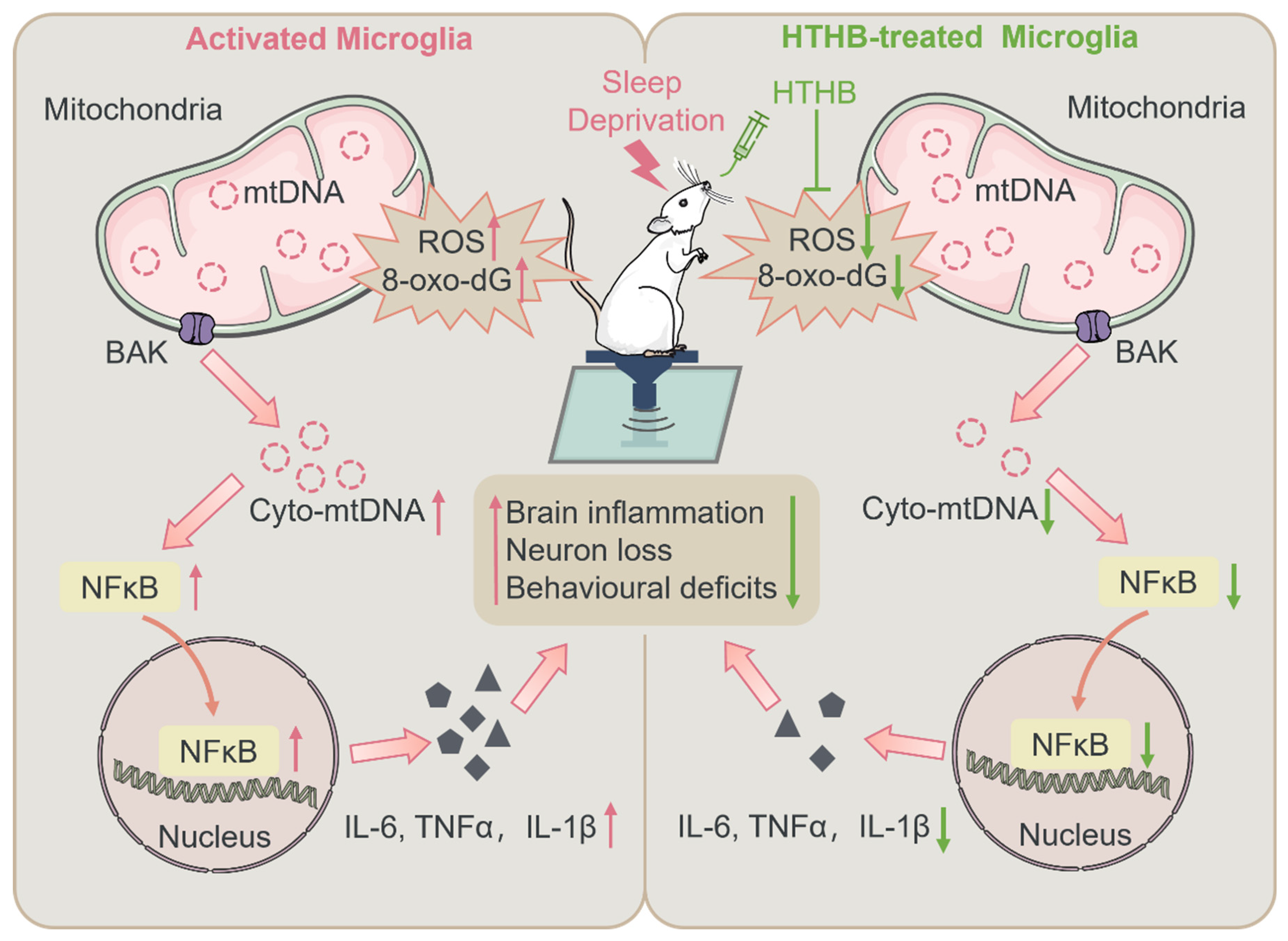 Antioxidants 13 00833 g007