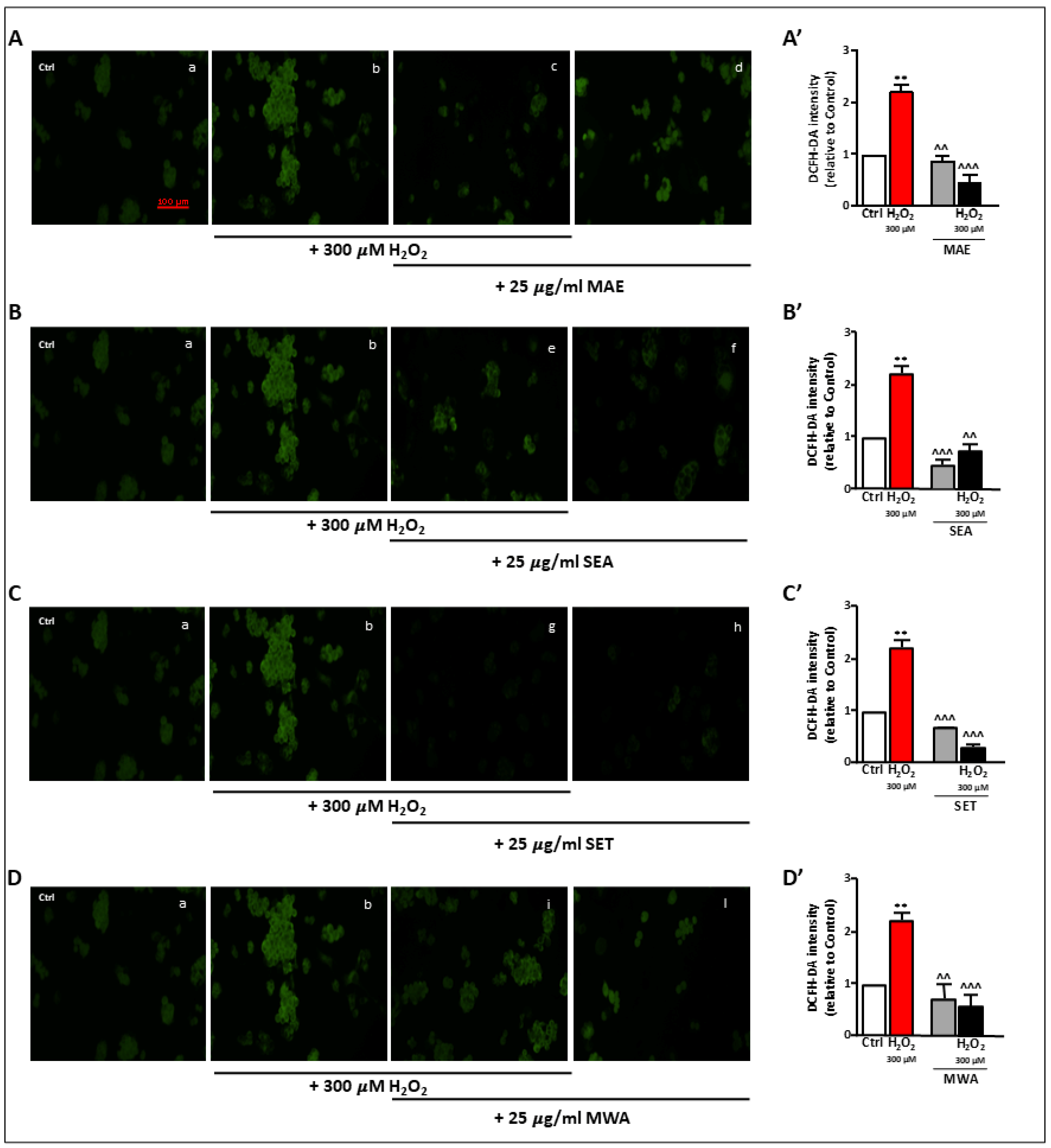 Antioxidants 13 00834 g002