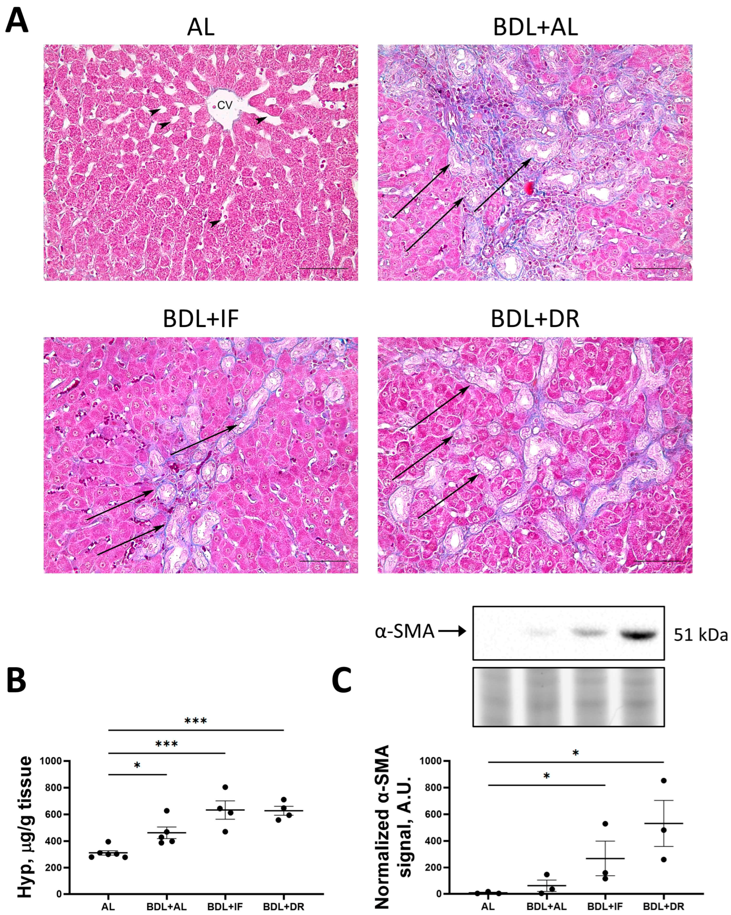 Antioxidants 13 00835 g008