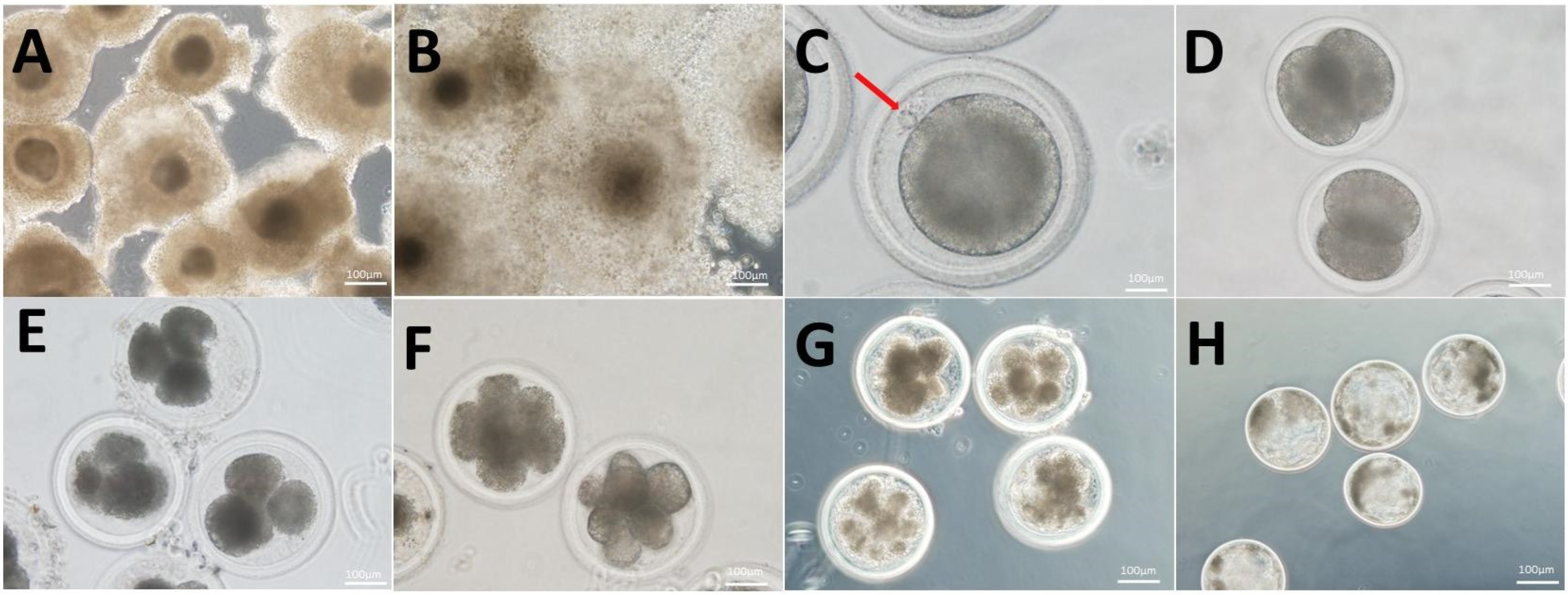 Antioxidants 13 00840 g001
