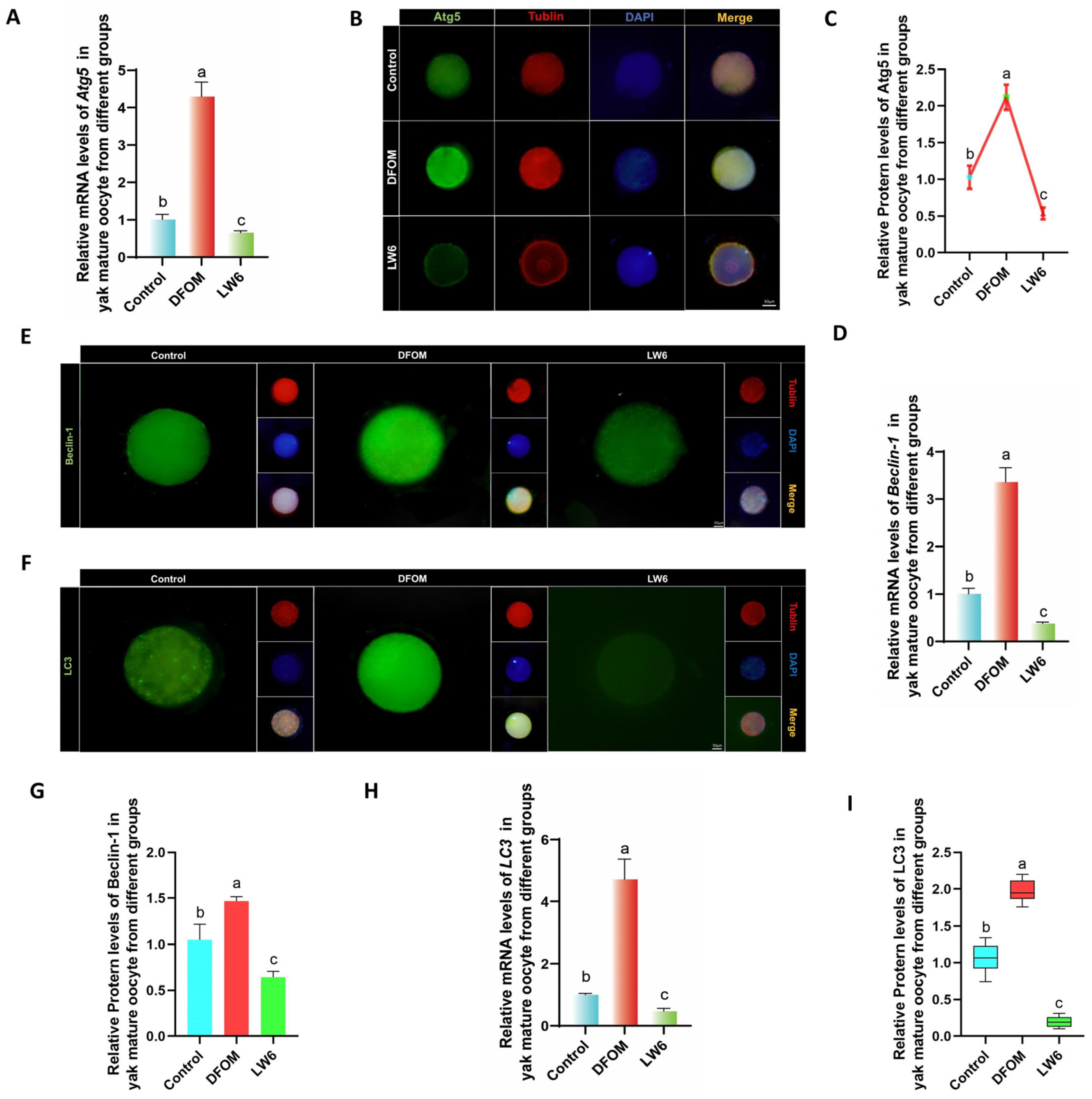 Antioxidants 13 00840 g005