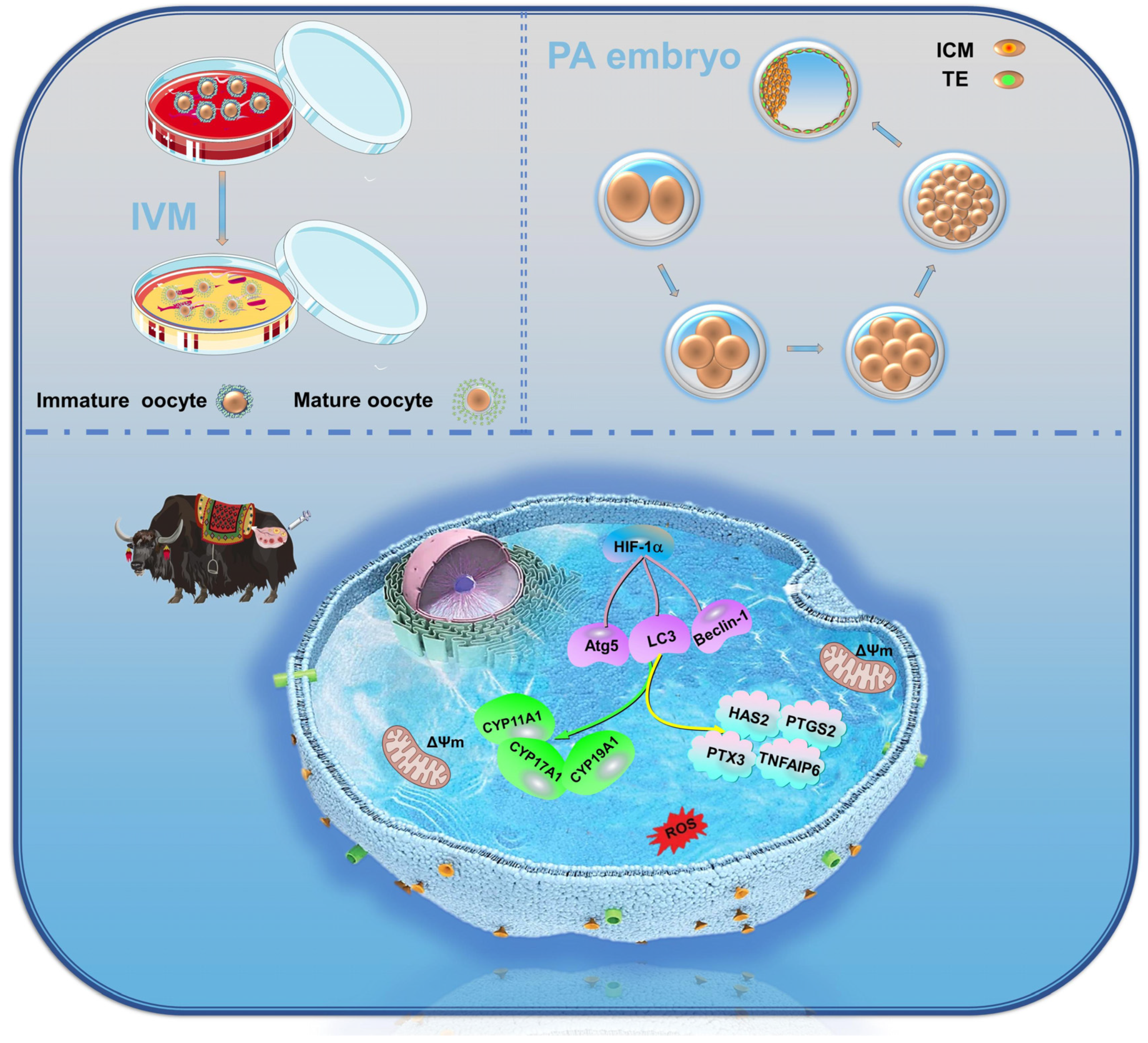 Antioxidants 13 00840 g014